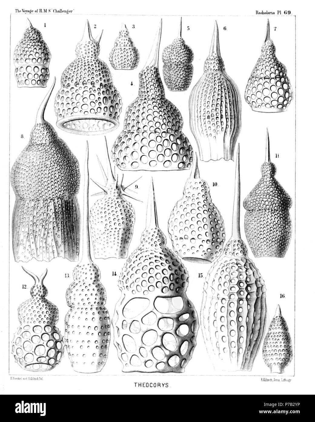 English: Illustration from Report on the Radiolaria collected by H.M.S. Challenger during the years 1873-1876. Part III. Original description follows:  Plate 69. Phormocyrtida et Theocyrtida.  Diam.  Fig. 1. Theocorys plutonis, n. sp., × 400  Fig. 2. Lophoconus rhinoceros, n. sp., × 400  Fig. 3. Theocorys apollinis, n. sp., × 300  Fig. 4. Theoconus jovis, n. sp., × 400  Fig. 5. Theocorys veneris, n. sp., × 300  Fig. 6. Phormocyrtis costata, n. sp., × 300  Fig. 7. Theoconus junonis, n. sp., × 300  Fig. 8. Theocyrtis ptychodes, n. sp., × 400  Fig. 9. Lophocorys astrocephala, n. sp., × 300  Fig.  Stock Photo