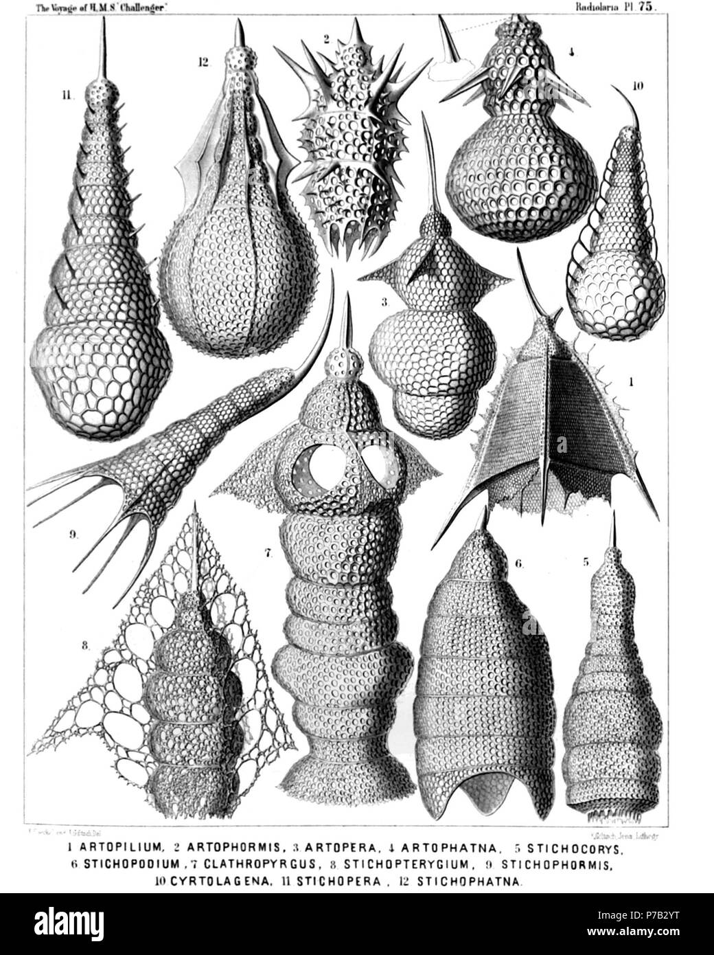 English: Illustration from Report on the Radiolaria collected by H.M.S. Challenger during the years 1873-1876. Part III. Original description follows:  Plate 75. Podocampida et Phormocampida.  Diam.  Fig. 1. Artopilium elegans, n. sp. (vel Trictenartus elegans), × 200  Fig. 2. Artophormis horrida, n. sp., × 300  Fig. 3. Cyrtopera thoracoptera, n. sp. (vel Artopera thoracoptera), × 300  Fig. 4. Stichophæna ærostatica, n. sp. (vel Artophæna ærostatica), × 400  Fig. 5. Cyrtophormis turricula, n. sp., × 300  Fig. 6. Stichopodium dictyopodium, n. sp., × 400  Fig. 7. Artopilium trifenestra, n. sp. ( Stock Photo