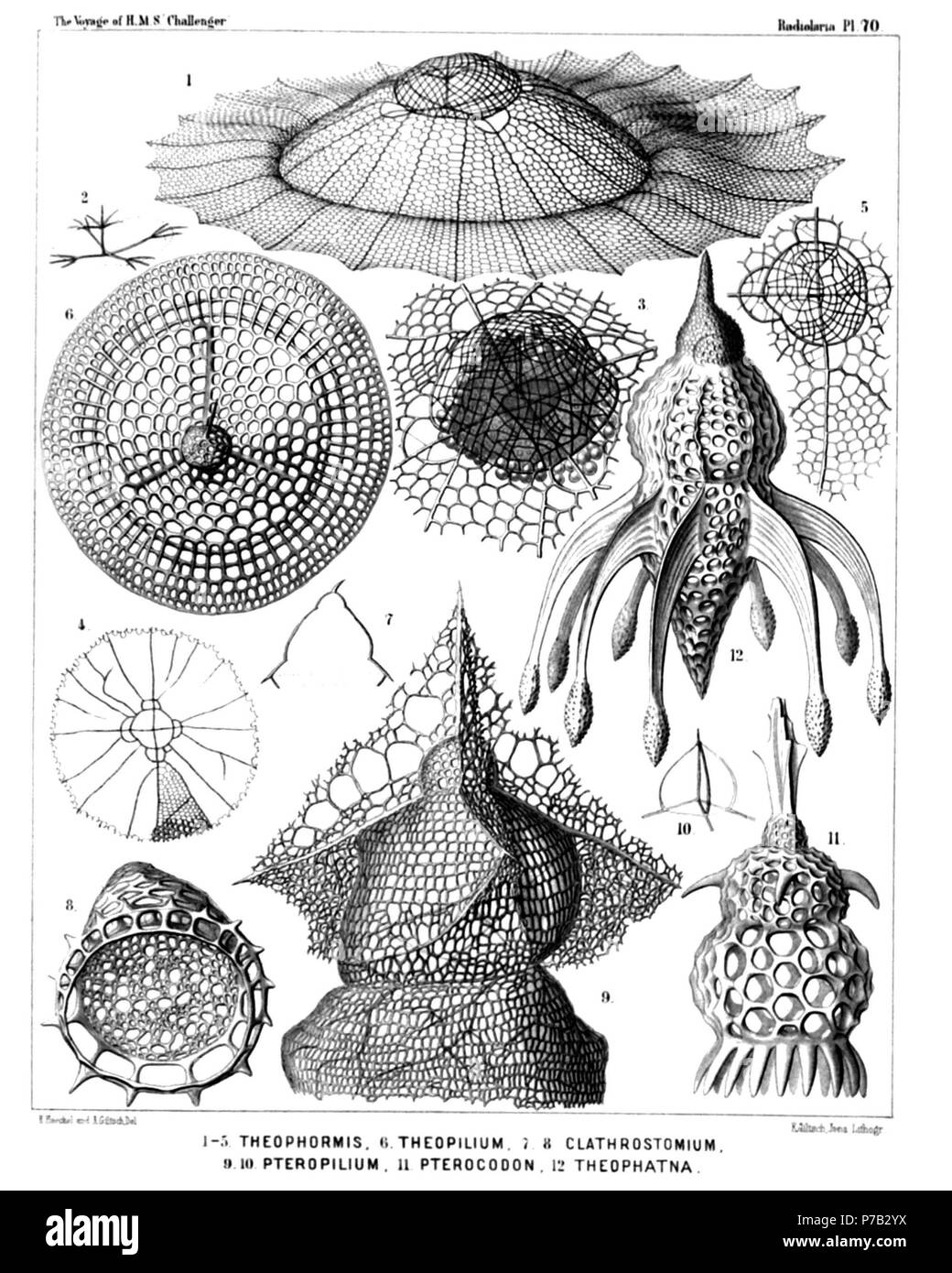 English: Illustration from Report on the Radiolaria collected by H.M.S. Challenger during the years 1873-1876. Part III. Original description follows:  Plate 70. Anthocyrtida, Podocyrtida, Phormocyrtida et Theocyrtida.  Diam.  Fig. 1. Theophormis callipilium, n. sp., × 300  Fig. 2. Theophormis callipilium, n. sp., × 300  The four cruciate rods of the cortinar septum and the vertical columella in its centre.  Fig. 3. Theophormis callipilium, n. sp., × 400  The cephalis alone with the enclosed quadrilobate central capsule, which is surrounded by numerous xanthellæ.  Fig. 4. Sethophormis umbrella Stock Photo