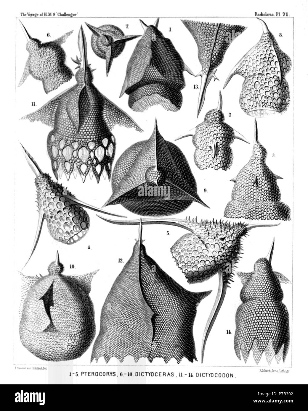 English: Illustration from Report on the Radiolaria collected by H.M.S. Challenger during the years 1873-1876. Part III. Original description follows:  Plate 71. Podocyrtida.  Diam.  Fig. 1. Pterocorys rhinoceros, n. sp., × 400  Fig. 2. Pterocorys columba, n. sp., × 400  Fig. 3. Pterocorys campanula, n. sp., × 400  Fig. 4. Pterocorys hirundo, n. sp., × 300  Fig. 5. Pterocorys aquila, n. sp., × 300  Fig. 6. Dictyoceras insectum, n. sp., × 400  Fig. 7. Dictyoceras insectum, n. sp., × 400  Seen from the apex.  Fig. 8. Dictyoceras formica, n. sp., × 400  Fig. 9. Dictyoceras melitta, n. sp., × 400  Stock Photo