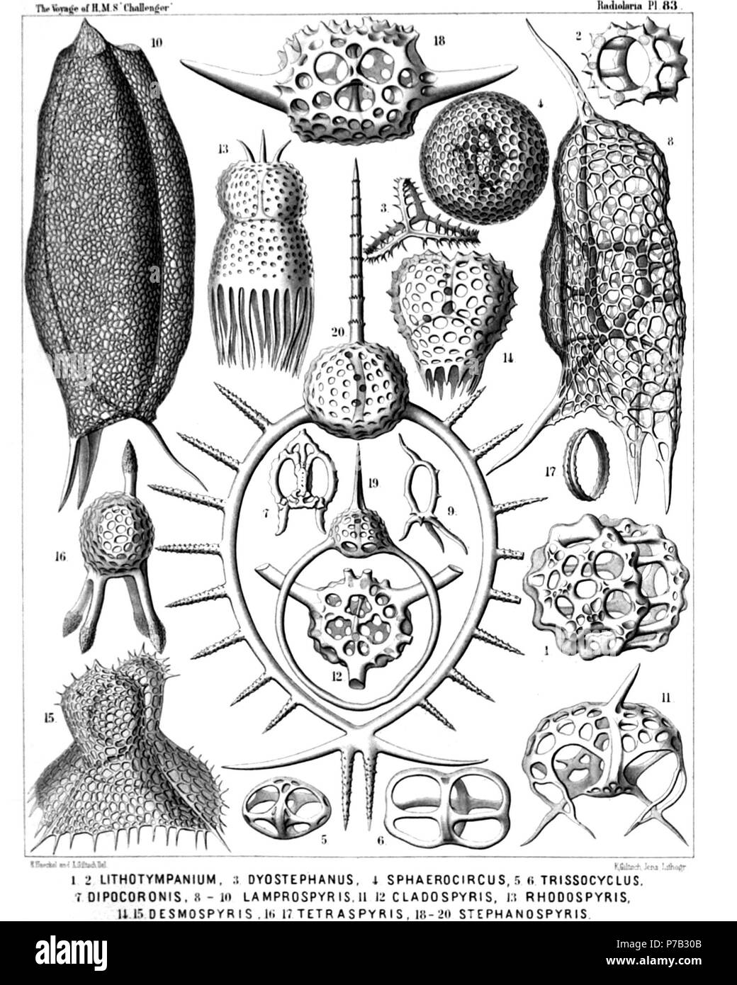 English: Illustration from Report on the Radiolaria collected by H.M.S. Challenger during the years 1873-1876. Part III. Original description follows:  Plate 83. Stephanida, Semantida, Coronida, Tympanida, Zygospyrida, Phormospyrida et Androspyrida.  Diam.  Fig. 1. Lithotympanum tuberosum, n. sp., × 400  Fig. 2. Eutympanium musicantum, n. sp., × 300  Fig. 3. Semantis distephanus, n. sp., × 300  Fig. 4. Sphærospyris globosa, n. sp., × 300  Fig. 5. Trissocyclus stauroporus, n. sp., × 200  Fig. 6. Trissocircus binellipsis, n. sp., × 300  Fig. 7. Podocoronis toxarium, n. sp., × 200  Fig. 8. Andros Stock Photo
