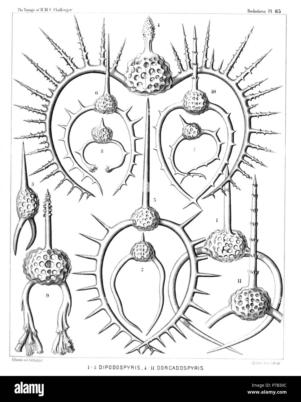 English: Illustration from Report on the Radiolaria collected by H.M.S. Challenger during the years 1873-1876. Part III. Original description follows:  Plate 85. Zygospyrida.  Diam.  Fig. 1. Dipospyris forcipata, n. sp., × 300  Fig. 2. Dipospyris irregularis, n. sp., × 200  Fig. 3. Dipospyris chelifer, n. sp., × 300  Fig. 4. Dorcadospyris dinoceras, n. sp., × 400  Fig. 5. Dorcadospyris antilope, n. sp., × 200  Fig. 6. Dorcadospyris dentata, n. sp., × 200  Fig. 7. Dorcadospyris decussata, n. sp., × 200  Fig. 8. Dendrospyris polyrrhiza, n. sp., × 200  Fig. 9. Dendrospyris arborescens, n. sp., ×  Stock Photo