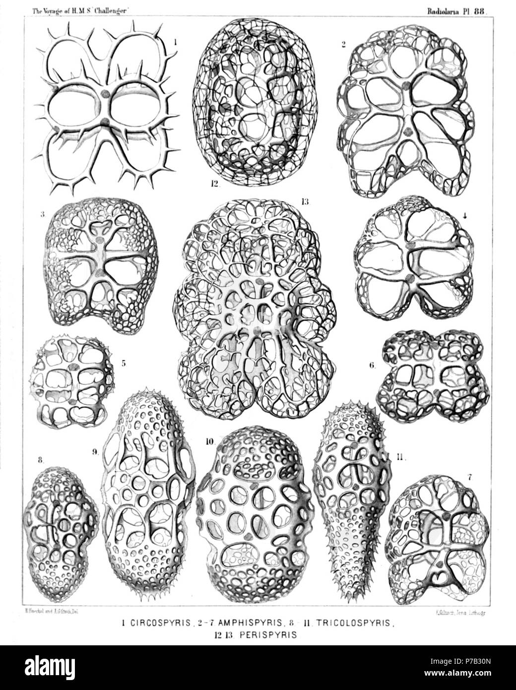 English: Illustration from Report on the Radiolaria collected by H.M.S. Challenger during the years 1873-1876. Part III. Original description follows:  Plate 88. Tympanida et Androspyrida.  Diam.  Fig. 1. Toxarium circospyris, n. sp., × 400  Fig. 2. Amphispyris sternalis, n. sp., × 300  Fig. 3. Amphispyris costata, n. sp., × 300  Fig. 4. Amphispyris thorax, n. sp., × 300  Fig. 5. Amphispyris subquadrata, n. sp., × 300  Fig. 6. Amphispyris quadrigemina, n. sp., × 300  Fig. 7. Amphispyris toxarium, n. sp., × 300  Fig. 8. Tricolospyris baconiana, n. sp., × 400  Fig. 9. Tricolospyris leibnitziana, Stock Photo