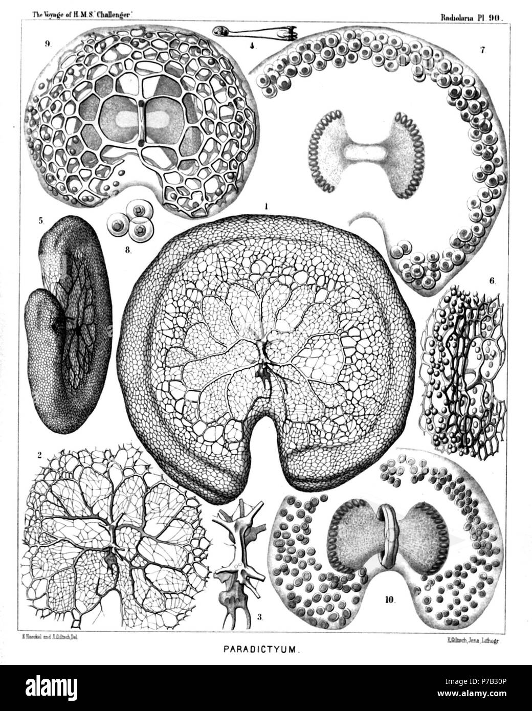 English: Illustration from Report on the Radiolaria collected by H.M.S. Challenger during the years 1873-1876. Part III. Original description follows:  Plate 90. Androspyrida.  Diam.  Fig. 1. Nephrospyris paradictyum, n. sp. (vel Paradictyum paradoxum), × 250  The complete shell, seen from the frontal side.  Fig. 2. Nephrospyris paradictyum, n. sp., × 250  The incomplete shell, seen from the dorsal side.  Fig. 3. Nephrospyris paradictyum, n. sp., × 500  The sagittal ring, isolated, from the dorsal side; more enlarged.  Fig. 4. Nephrospyris paradictyum, n. sp., × 120  Vertical section through h Stock Photo