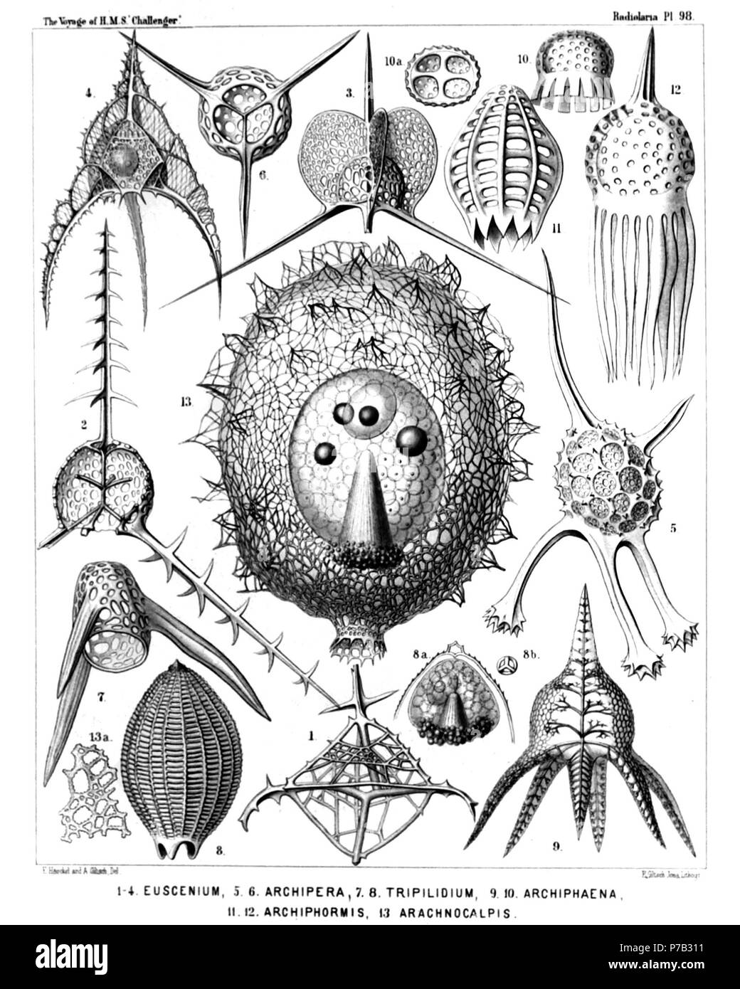 English: Illustration from Report on the Radiolaria collected by H.M.S. Challenger during the years 1873-1876. Part III. Original description follows:  Plate 98. Tripocalpida et Phænocalpida.  Diam.  Fig. 1. Euscenium plectaniscus, n. sp., × 300  Half frontal, half basal view.  Fig. 2. Cladoscenium pectinatum, n. sp., × 400  Shell opened by a vertical section.  Fig. 3. Archiscenium cyclopterum, n. sp., × 400  View from the dorsal side.  Fig. 4. Pteroscenium arcuatum, n. sp., × 400  The central capsule contains a large spherical nucleus with a nucleolus.  Fig. 5. Archipera cortiniscus, n. sp.,  Stock Photo