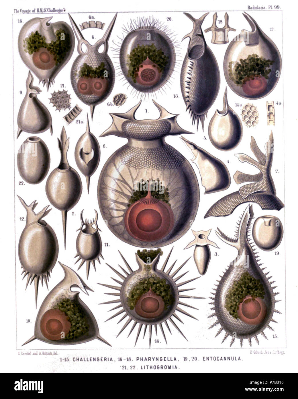 English: Illustration from Report on the Radiolaria collected by H.M.S. Challenger during the years 1873-1876. Part III. Original description follows:  Plate 99. Challengerida.  Diam.  (The central capsule is coloured red and the phæodium green in Figs. 1, 6, 10, 14-17, 20).  Fig. 1. Challengeria murrayi, n. sp., × 50  From the dorsal side. Numerous streams of sarcode arise from the central capsule and pierce the calymma inside the shell.  Fig. 2. Challengeria wildi, n. sp., × 400  The peristome from the left side.  Fig. 3. Challengeria bromleyi, n. sp., × 400  From the dorsal side.  Fig. 4. C Stock Photo