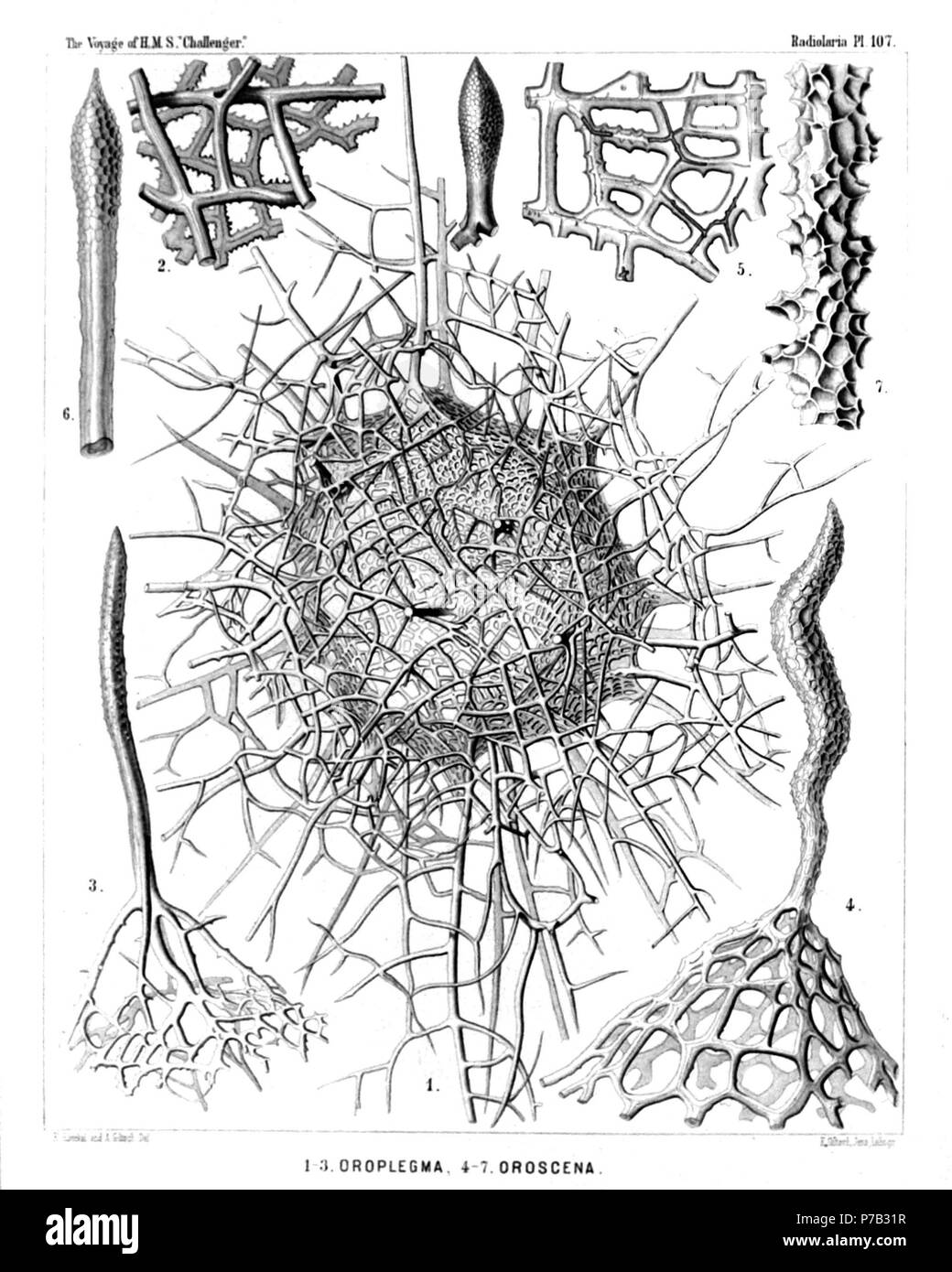 English: Illustration from Report on the Radiolaria collected by H.M.S. Challenger during the years 1873-1876. Part III. Original description follows:  Plate 107. Orosphærida.  Diam.  (Fig. 8 of this Plate has no number, by mistake; it is at the top in the middle.)  Fig. 1. Oroplegma diplosphæra, n. sp., × 50  The entire shell, enveloped by an outer mantle of spongy framework.  Fig. 2. Oroplegma giganteum, n. sp., × 200  A small piece of the spongy framework.  Fig. 3. Oroplegma spongiosum, n. sp., × 50  A pyramidal elevation of the inner shell, with its spongy framework, and a radial spine on  Stock Photo