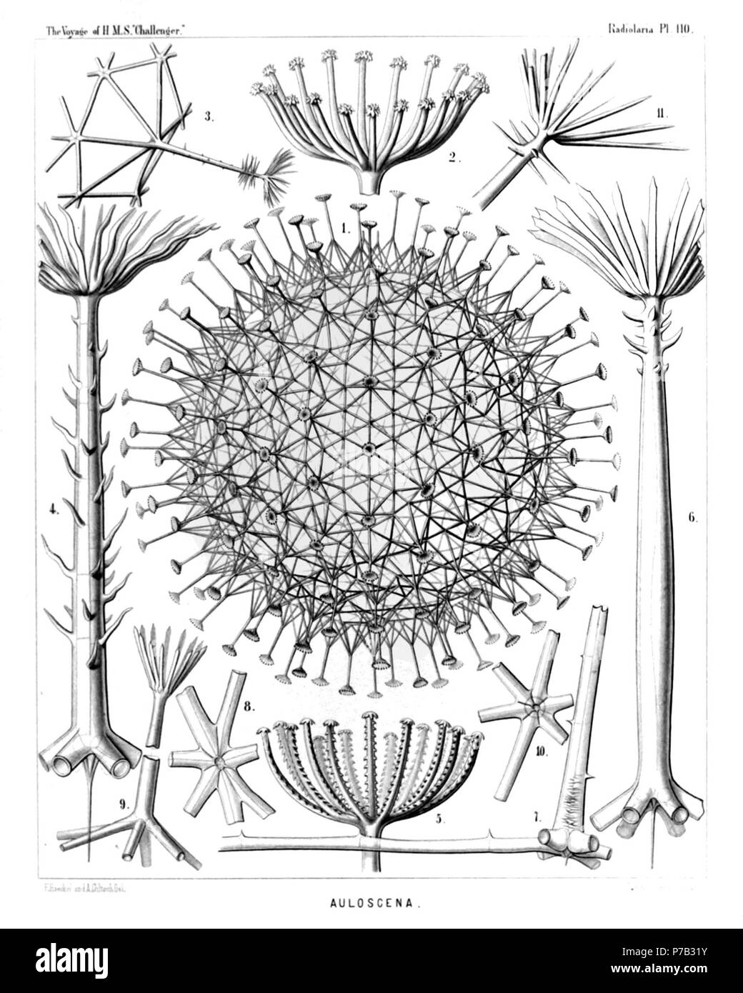 English: Illustration from Report on the Radiolaria collected by H.M.S. Challenger during the years 1873-1876. Part III. Original description follows:  Plate 110. Aulosphærida.  Diam.  Fig. 1. Auloscena mirabilis, n. sp., × 50  The complete shell, representing a regular latticed sphere, which is composed of equal hexagonal pyramids; the top of each pyramid bears a radial tube with a terminal corona.  Fig. 2. Auloscena mirabilis, n. sp., × 600  Terminal corona of a single radial tube.  Fig. 3. Auloscena penicillus, n. sp., × 200  A single tent-shaped elevation or six-sided pyramid, bearing on t Stock Photo