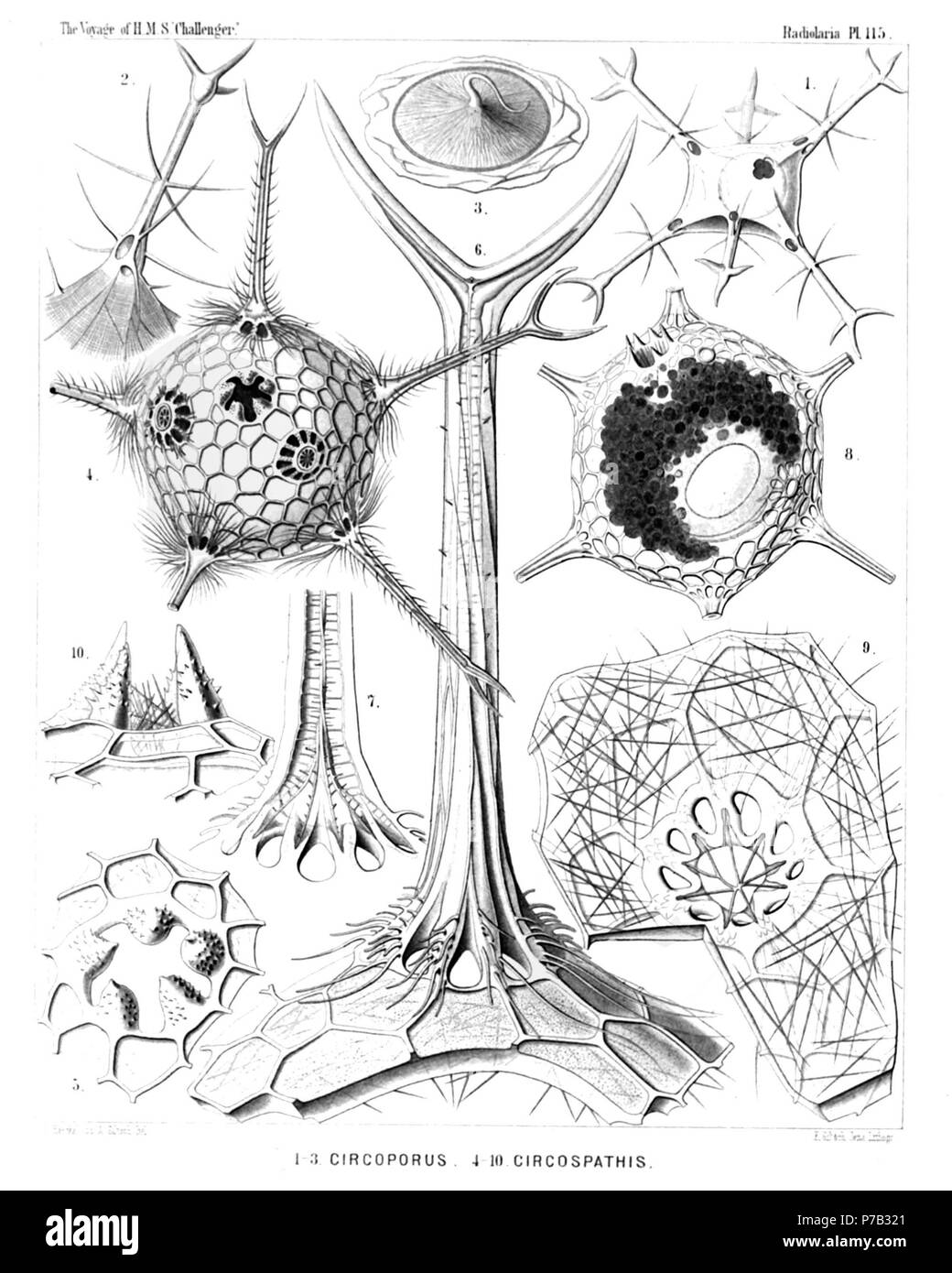 English: Illustration from Report on the Radiolaria collected by H.M.S. Challenger during the years 1873-1876. Part III. Original description follows:  Plate 115. Circoporida.  Diam.  Fig. 1. Circoporus sexfuscinus, n. sp., × 100  The cruciform mouth is visible in the upper part of the figure, to the right.  Fig. 2. Circoporus sexfuscinus, n. sp., × 200  A single radial spine, with four cruciate pores at the base.  Fig. 3. Circoporus sexfuscinus, n. sp., × 600  The radiate operculum of the central capsule, with the proboscis.  Fig. 4. Circospathis furcata, n. sp., × 100  Five of the nine spine Stock Photo