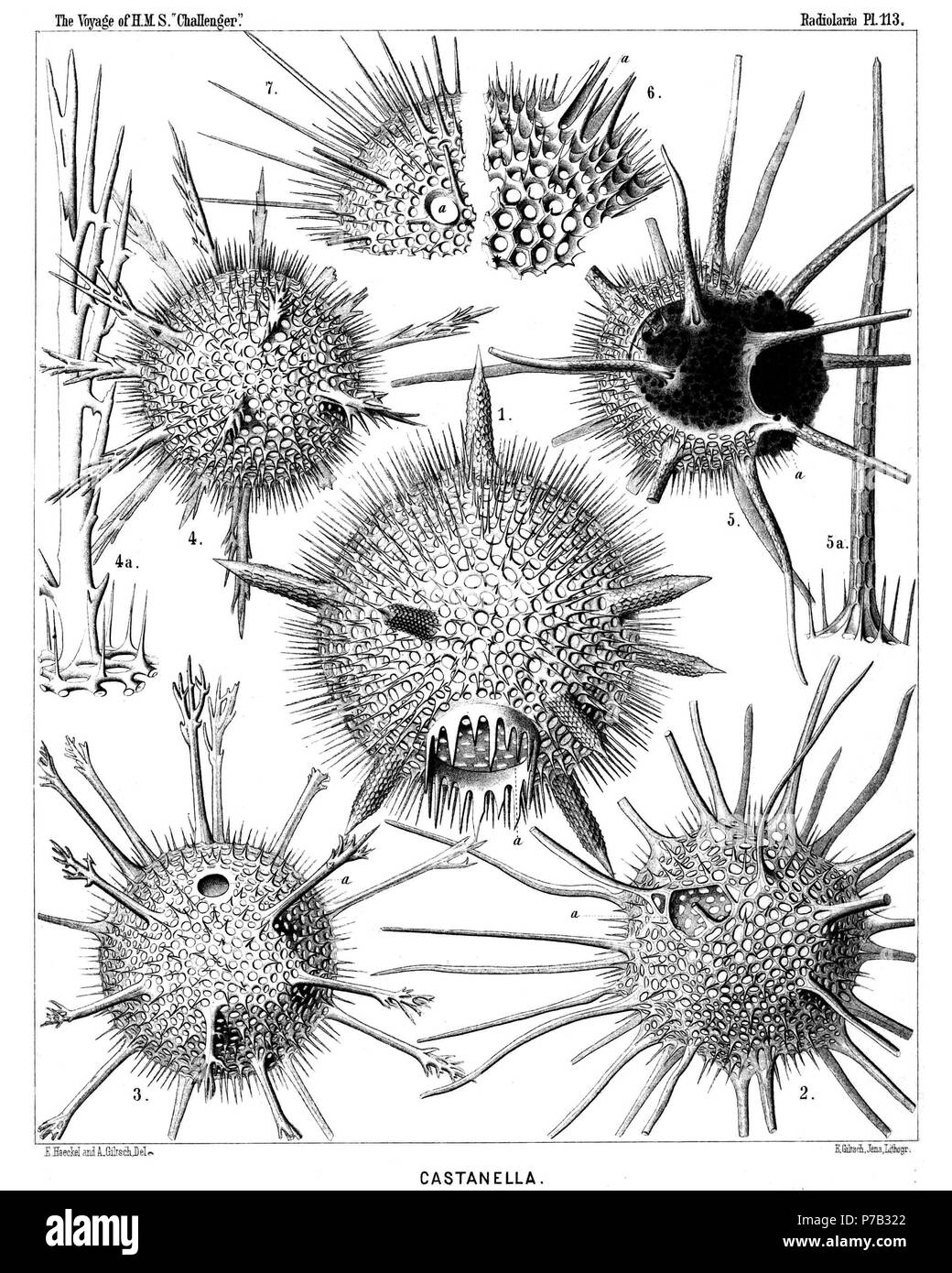 English: Illustration from Report on the Radiolaria collected by H.M.S. Challenger during the years 1873-1876. Part III. Original description follows:  Plate 113. Castanellida.  Diam.  Fig. 1. Castanissa challengeri, n. sp., × 100  In the lower part of the figure is visible the large corona of teeth around the mouth (a).  Fig. 2. Castanidium moseleyi, n. sp., × 80  In the upper part of the figure, at left, is visible the irregular polygonal mouth (a).  Fig. 3. Castanopsis naresi, n. sp., × 80  In the upper part of the figure is visible the smooth circular mouth (a).  Fig. 4. Castanura tizardi, Stock Photo