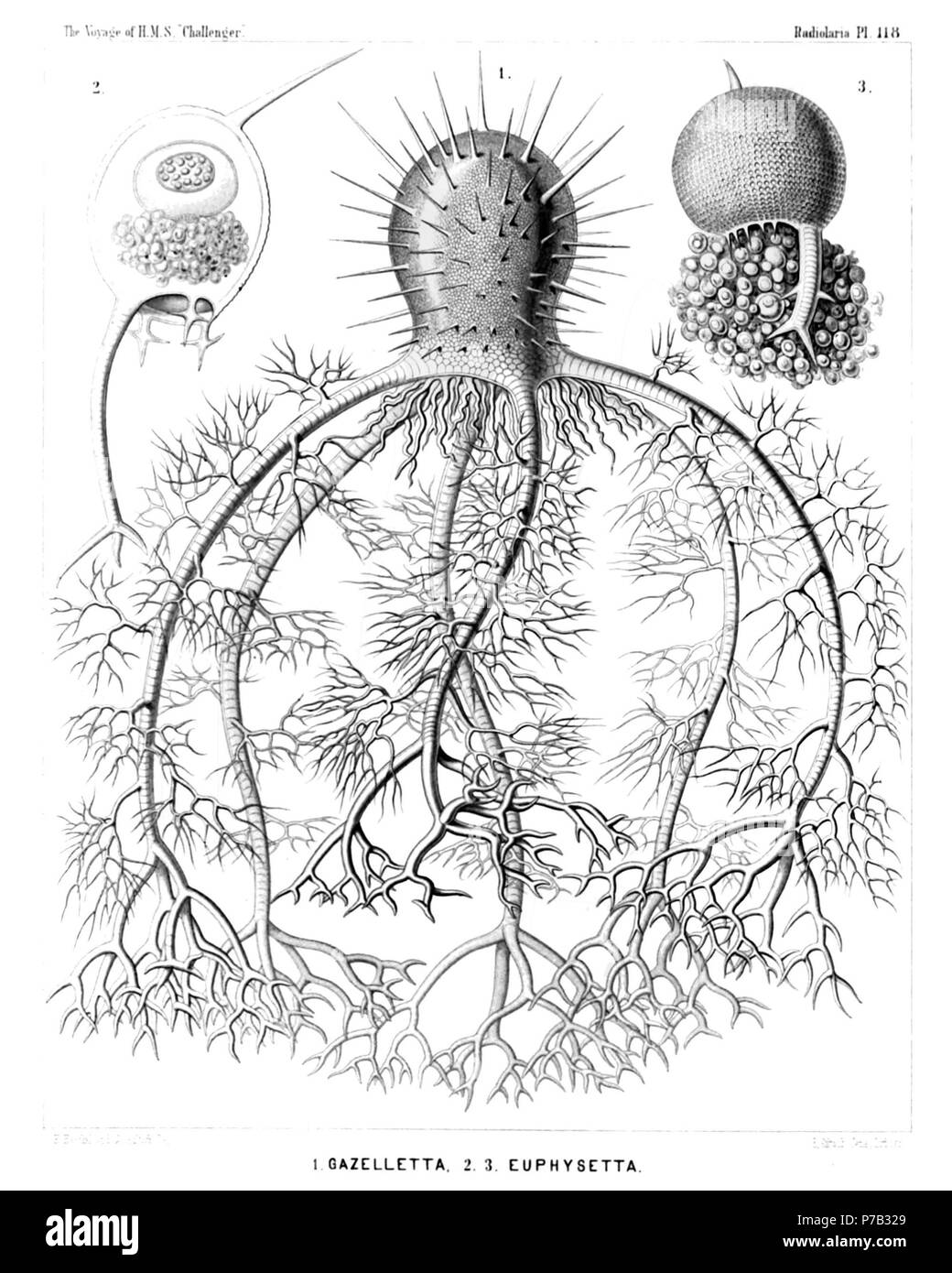 English: Illustration from Report on the Radiolaria collected by H.M.S. Challenger during the years 1873-1876. Part III. Original description follows:  Plate 118. Medusettida.  Diam.  Fig. 1. Gazelletta melusina, n. sp., × 300  From the peristome of the thorny campanulate shell arise six large descending feet, which are studded with arborescent fragile lateral branches, and armed at the distal end with stouter dichotomous terminal branches.  Fig. 2. Euphysetta staurocodon, n. sp., × 300  The peristome of the ovate shell bears an odd large foot with three terminal branches and three cruciate ru Stock Photo
