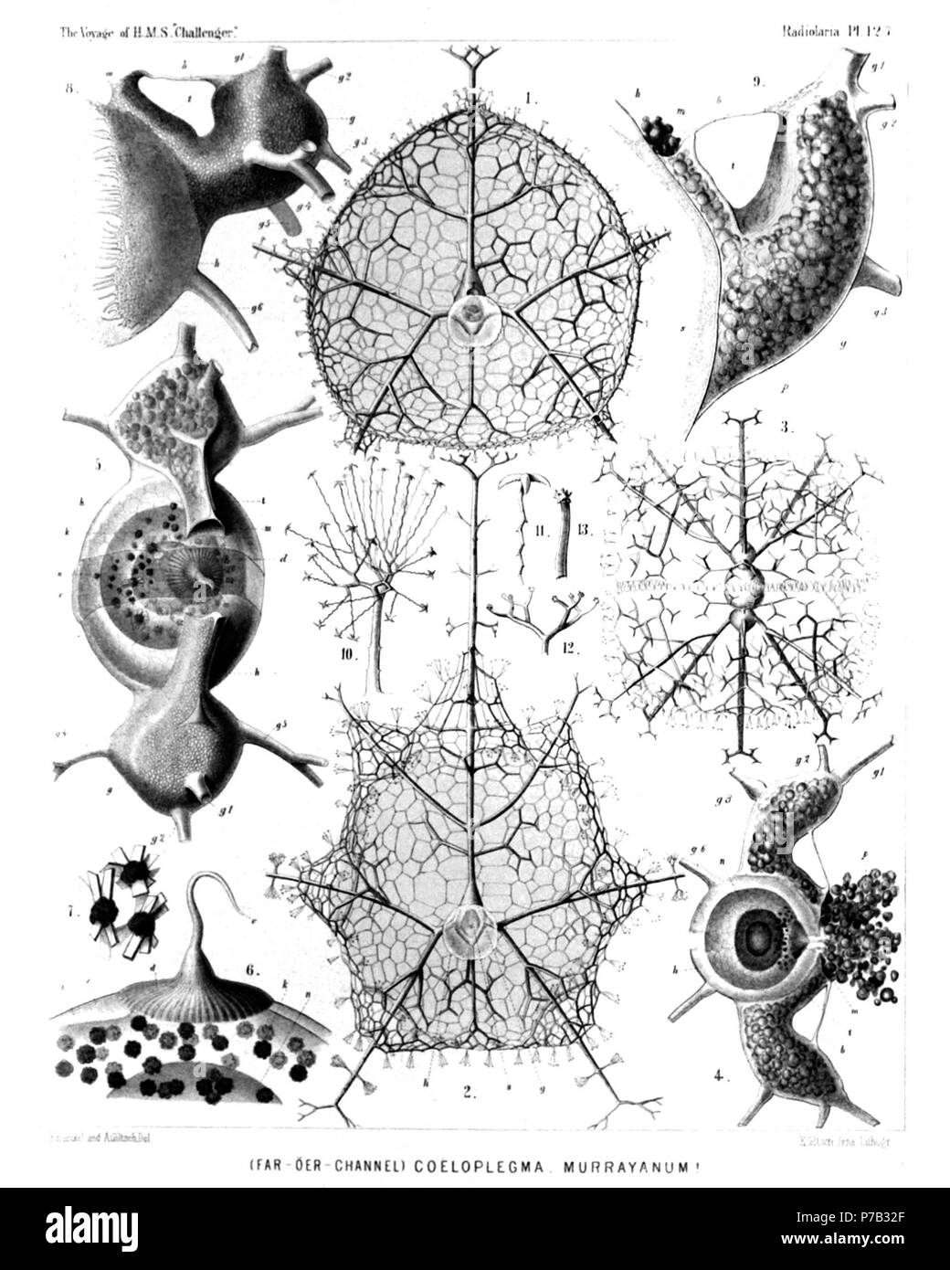English: Illustration from Report on the Radiolaria collected by H.M.S. Challenger during the years 1873-1876. Part III. Original description follows:  Plate 127. Cœlographida.  Diam.  Fig. 1. Cœloplegma murrayanum, n. sp., × 40  One valve of the bivalved shell, seen from the inside, of the usual ovate form.  Fig. 2. Cœloplegma murrayanum, n. sp., × 40  One valve of the bivalved shell, seen from the inside, of the rarer polyhedral form, which may be distinguished as a different species (Cœloplegma tritonis, compare p. 1758). h, hemispherical inner valve; g, galea; s, its base.  Fig. 3. Cœlople Stock Photo