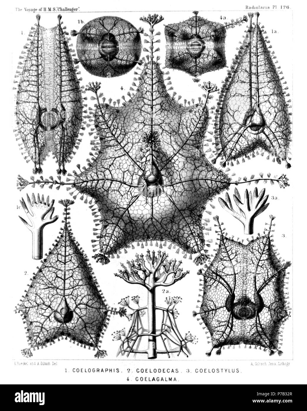 English: Illustration from Report on the Radiolaria collected by H.M.S. Challenger during the years 1873-1876. Part III. Original description follows:  Plate 126. Cœlographida.  Diam.  Figs. 1-1c. Cœlographis regina, n. sp.,  Fig. 1. Lateral view. The central capsule it visible between the two valves of the inner shell, the galeæ of which are filled by the phæodium, × 20  Fig. 1a. Dorsal view (somewhat obliquely from the left side). The galeæ appear triangular, × 20  Fig. 1b. Basal view, × 20  Fig. 1c. Distal end of a style, × 300  Figs. 2-2b. Cœlodecas sagittaria, n. sp.,  Fig. 2. One valve o Stock Photo