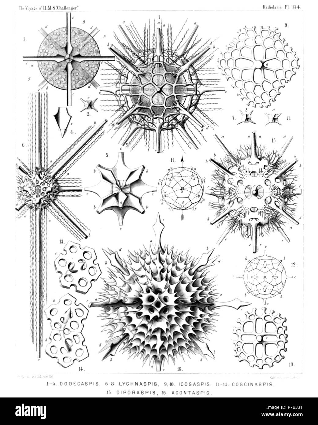 English: Illustration from Report on the Radiolaria collected by H.M.S. Challenger during the years 1873-1876. Part III. Original description follows:  Plate 134. Dorataspida.  Diam.  Fig. 1. Dodecaspis tricincta, n. sp., × 400  The enclosed central capsule contains numerous spherical nuclei.  Fig. 2. Lychnaspis minima, n. sp., × 400  Six-sided basal pyramid of an equatorial spine, with the leaf-cross, seen from the centre.  Fig. 3. Zonaspis cingulata, n. sp., × 400  Equatorial section through the central capsule. n, nuclei; g, yellow bodies (intracapsular xanthellæ).  Fig. 4. Zonaspis cingula Stock Photo