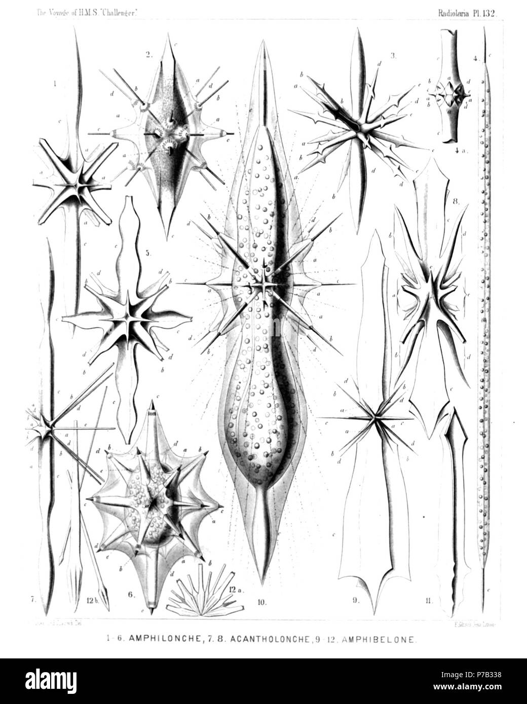 English: Illustration from Report on the Radiolaria collected by H.M.S. Challenger during the years 1873-1876. Part III. Original description follows:  Plate 132. Astrolophida, Astrolonchida et Amphilonchida.  Diam.  Fig. 1. Amphilonche lanceolata, n. sp., × 300  Fig. 2. Amphilonche hydrotomica, n. sp., × 300  The spindle-shaped central capsule is filled up with small granules. The clear calymma forms conical sheaths for the spines, with myophriscs.  Fig. 3. Amphilonche diodon, n. sp., × 300  Fig. 4. Amphilonche concreta, n. sp., × 100  A complete specimen with the cylindrical central capsule. Stock Photo
