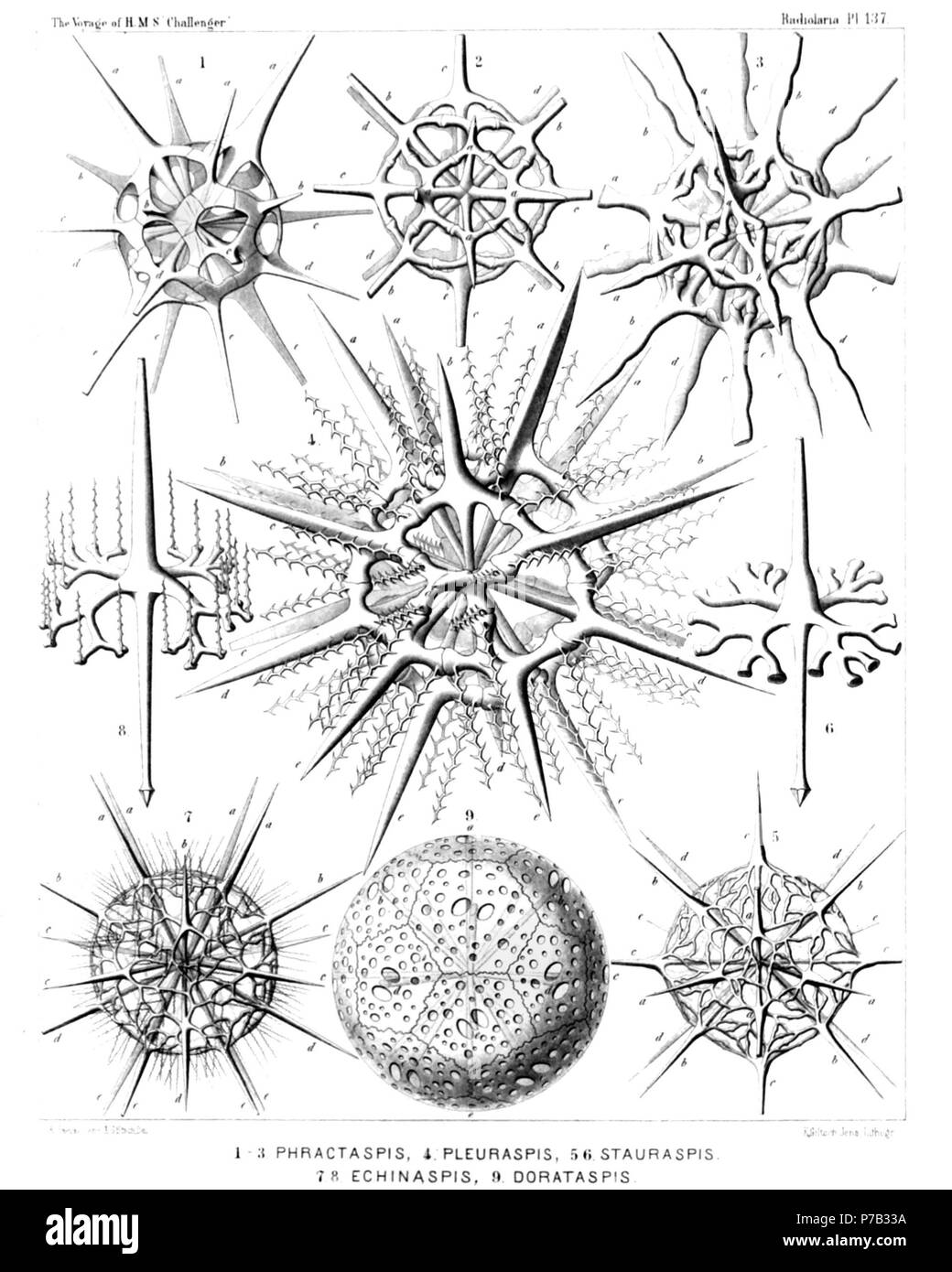 English: Illustration from Report on the Radiolaria collected by H.M.S. Challenger during the years 1873-1876. Part III. Original description follows:  Plate 137. Dorataspida.  Diam.  Fig. 1. Phractaspis complanata, n. sp., × 400  Fig. 2. Phractaspis prototypus, n. sp., × 400  Fig. 3. Phractaspis constricta, n. sp., × 400  Fig. 4. Pleuraspis horrida, n. sp., × 400  Fig. 5. Stauruspis stauracantha, n. sp., × 300  Fig. 6. Stauruspis stauracantha, n. sp., × 600  A single spine.  Fig. 7. Echinaspis echinoides, n. sp., × 300  Fig. 8. Echinaspis echinoides, n. sp., × 800  A single spine.  Fig. 9. Co Stock Photo
