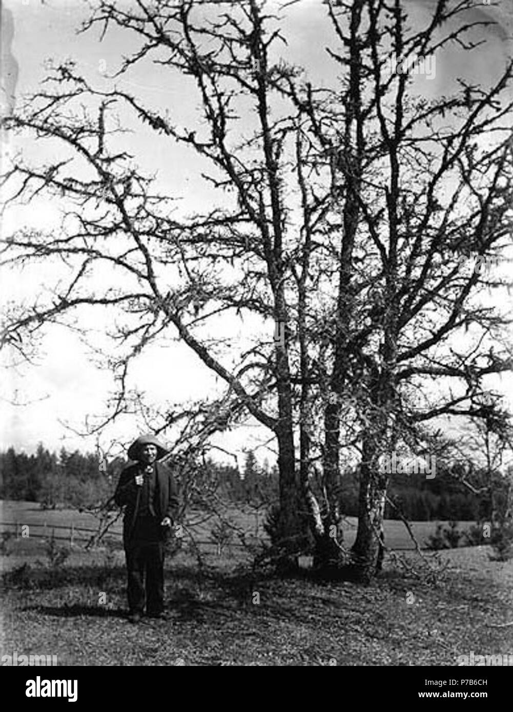 . English: Slugumus Koquilton, Muckleshoot Indian, standing next to oak trees on prairie near Sequalitchew Lake, Washington, April 1906. English: This is the spot where Wilkes celebrated July 4th in 1841. (Tacoma Daily Ledger, April 29, 1906, p.25) On sleeve of negative: Indian. Old man by old tree Subjects (LCSH): Koquilton, Slugumus; Muckleshoot Indians--Washington (State)--Sequalitchew Lake  . 1906 76 Slugumus Koquilton, Muckleshoot Indian, standing next to oak trees on prairie near Sequalitchew Lake, Washington, April 1906 (BAR 220) Stock Photo