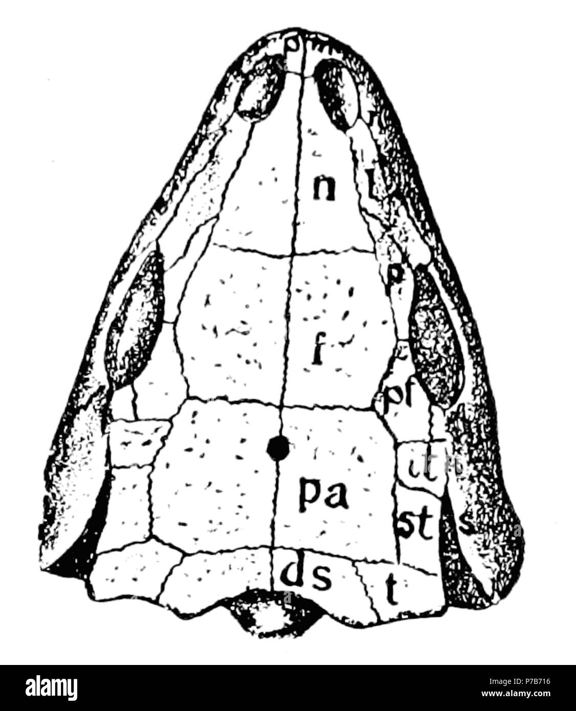 79 The Osteology of the Reptiles p5A unmarked Stock Photo