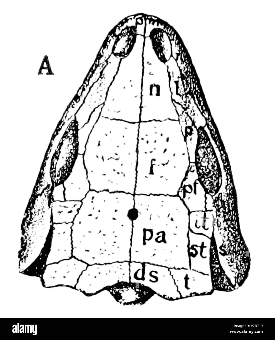 79 The Osteology of the Reptiles p5A Stock Photo