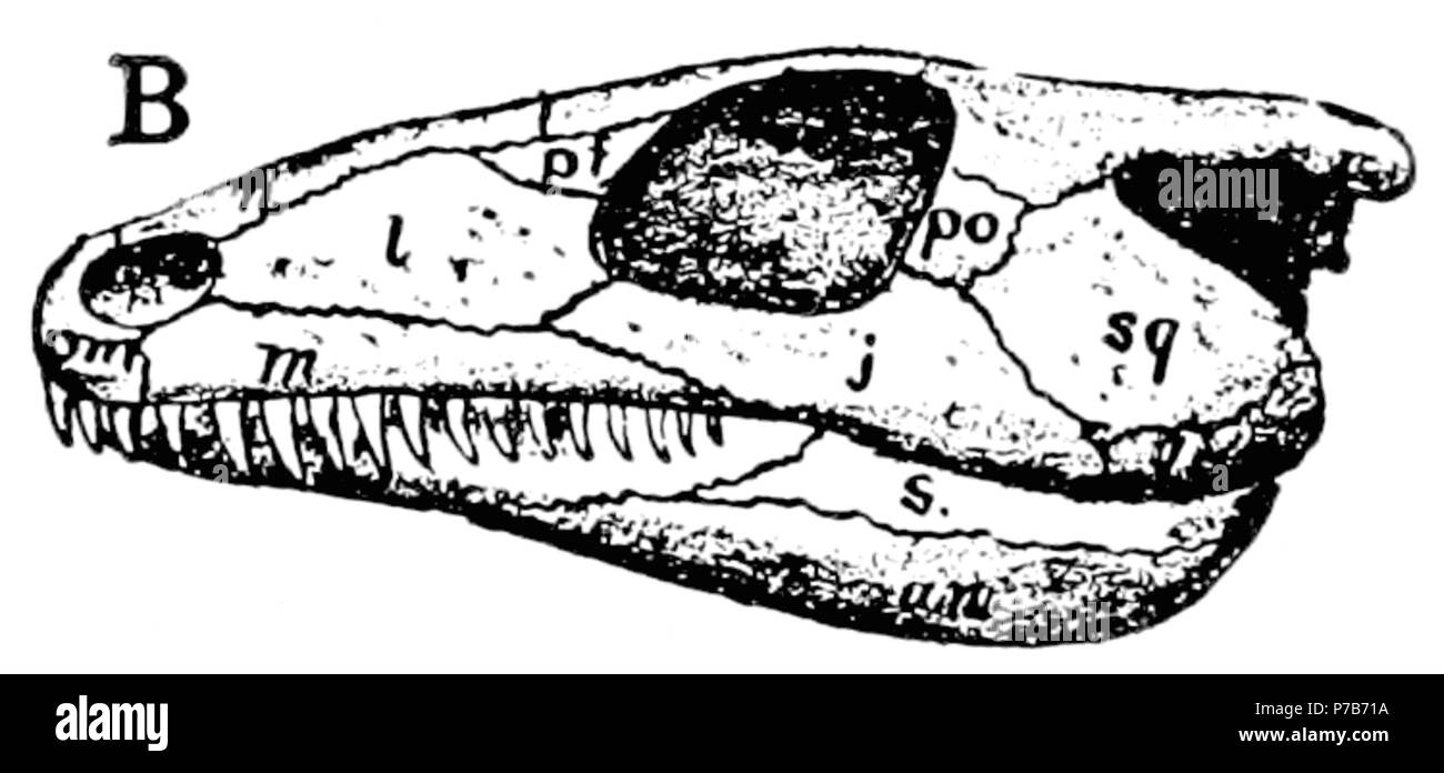 79 The Osteology of the Reptiles p5B Stock Photo