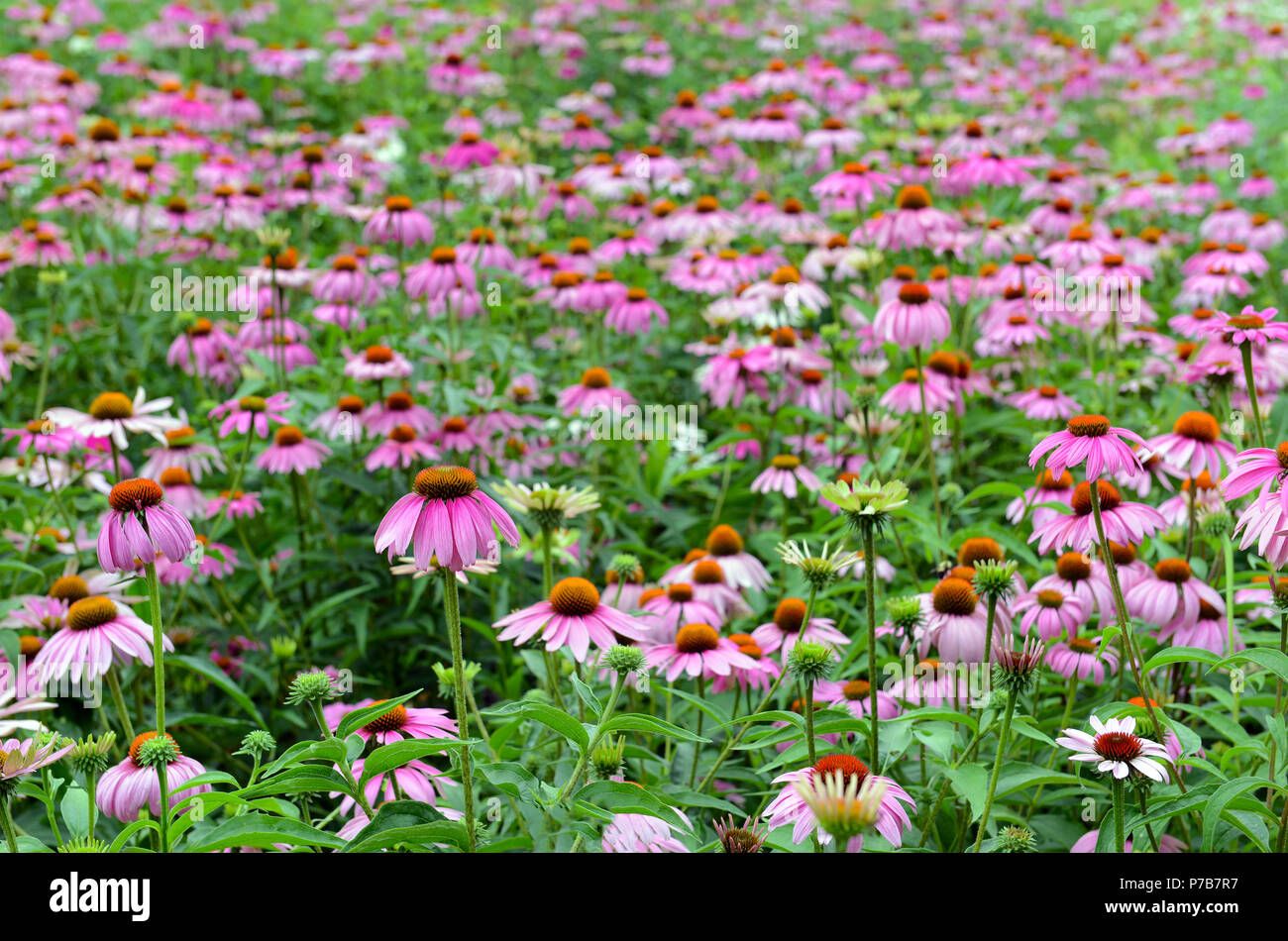 Echinacea or purple coneflower is native to the American grasslands and