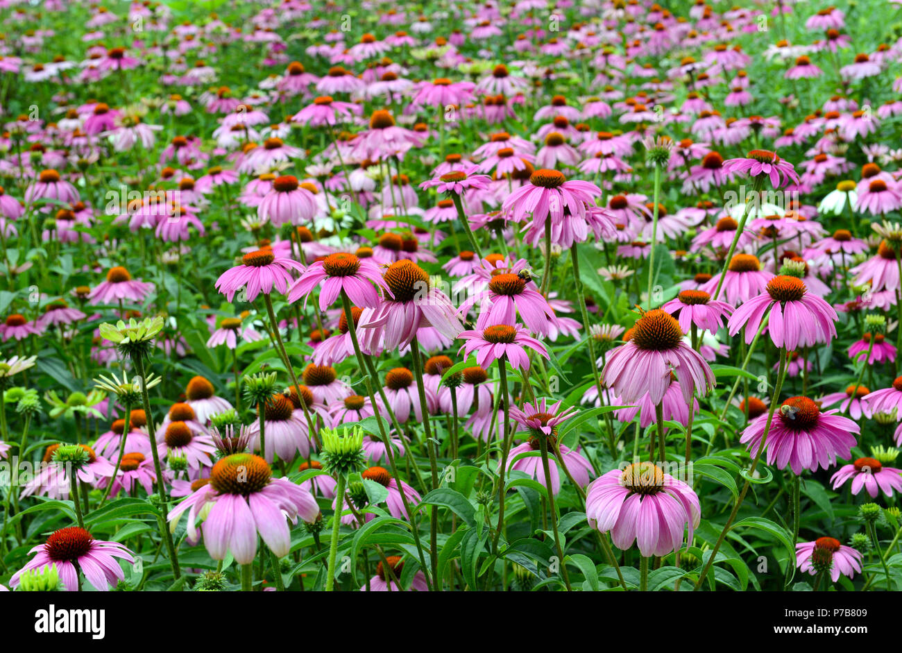 Echinacea or purple coneflower is native to the American grasslands and
