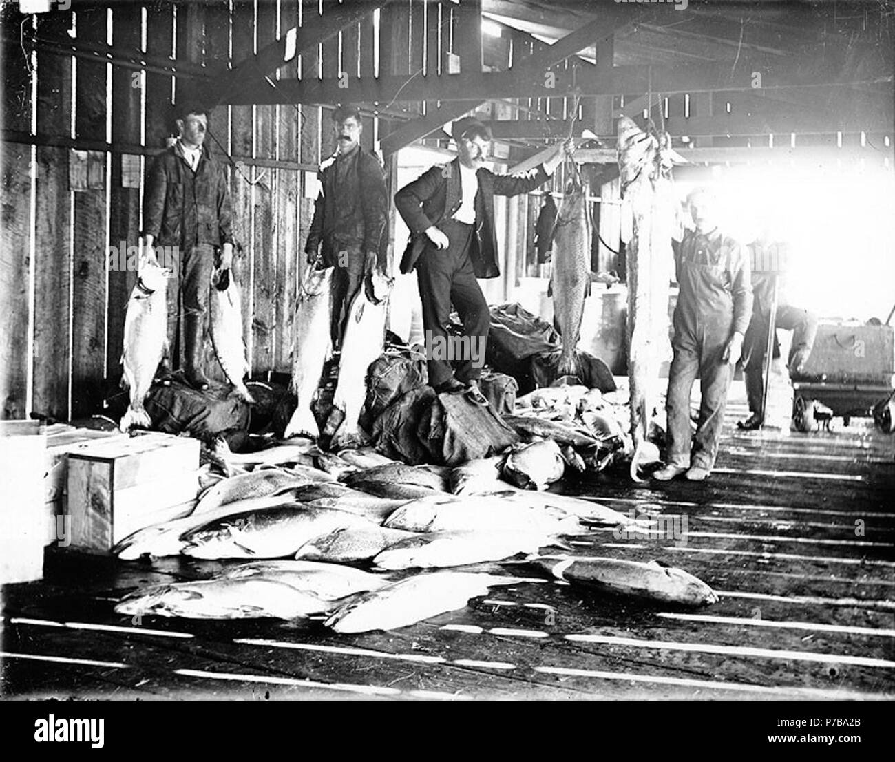 . English: Interior of salmon cannery, Puget Sound, Washington, ca. 1906. English: Shows four men in cannery building surrounded by salmon catch On sleeve of negative: Salmon and Wolf Eel at cannery Subjects (LCTGM): Canneries--Washington (State)--Puget Sound Region; Cannery workers--Washington (State)--Puget Sound Region; Salmon--Washington (State)--Puget Sound Region; Eels--Washington (State)--Puget Sound Region Subjects (LCSH): Salmon canning industry--Washington (State)--Puget Sound Region; Wolf-eel--Washington (State)--Puget Sound Region  . circa 1906 45 Interior of salmon cannery, Puget  Stock Photo