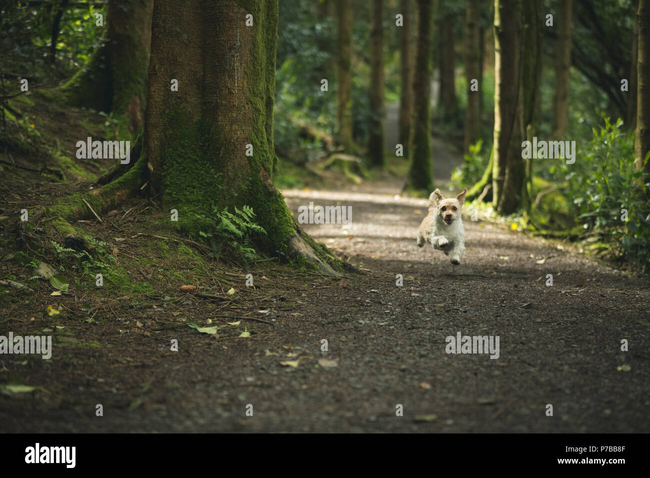 Dog running on track in forest Stock Photo