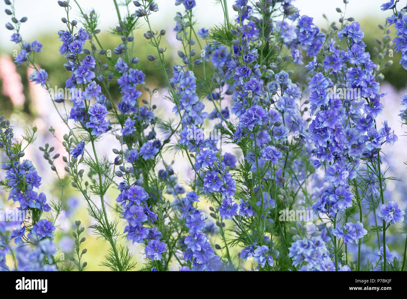 Blue Delphinium flowers growing in a field at the Real Flower Petal Confetti company flower fields in Wick, Pershore, Worcestershire. UK Stock Photo