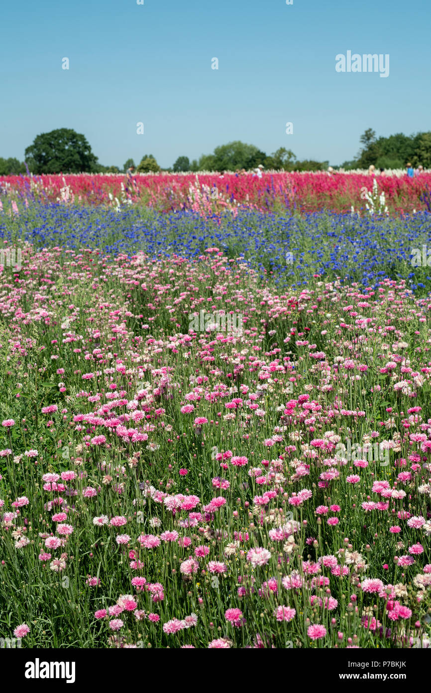 Cornflowers grown in a field at the Real Flower Petal Confetti company flower fields in Wick, Pershore, Worcestershire. UK Stock Photo