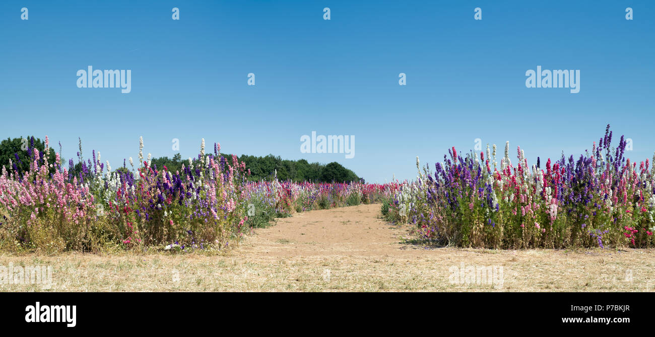 Delphiniums grown in a field at the Real Flower Petal Confetti company flower fields in Wick, Pershore, Worcestershire. UK. Panoramic Stock Photo