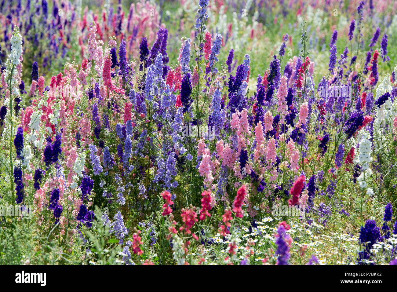 Delphiniums grown in a field at the Real Flower Petal Confetti company flower fields in Wick, Pershore, Worcestershire. UK Stock Photo