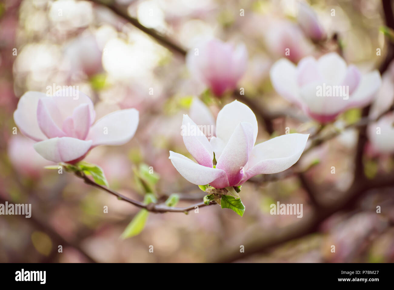 Magnolia spring flowers Stock Photo - Alamy
