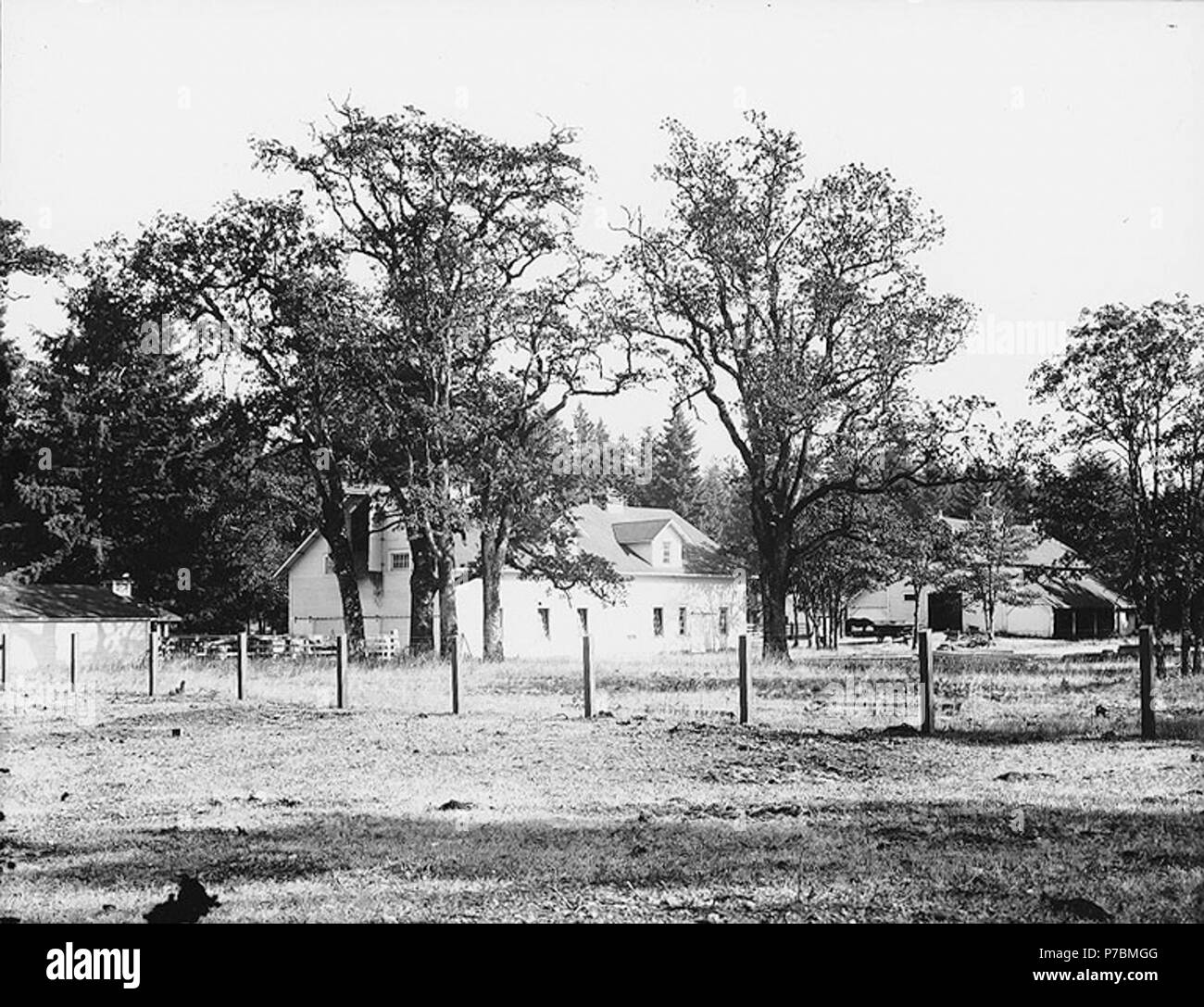 English Unidentified Farm Probably Washington English Shows