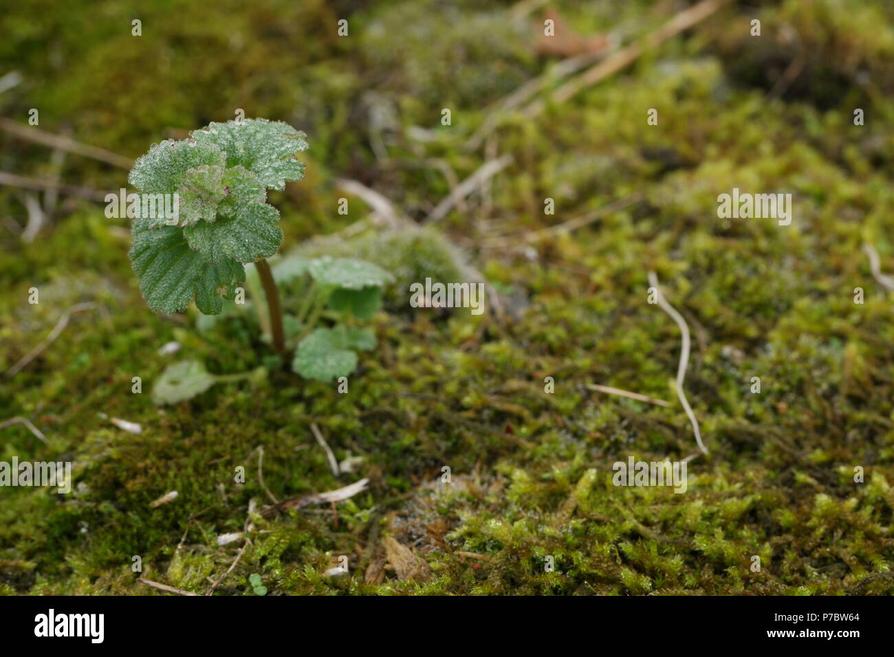 Lamium amplexicaule (Stengelumfassende Taubnessel) (henbit dead-nettle) (lamier amplexicaule) Stock Photo