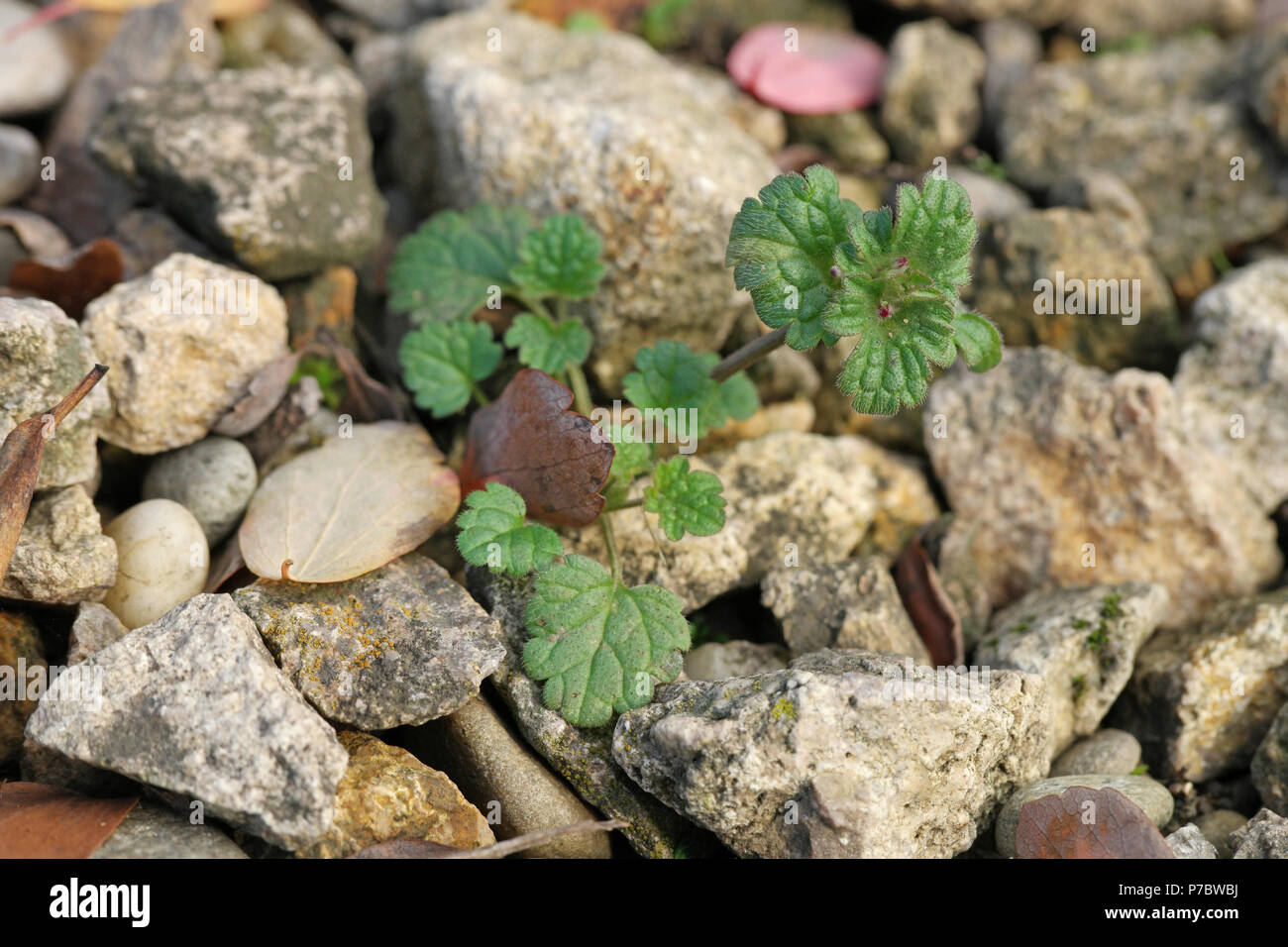 Lamium amplexicaule (Stengelumfassende Taubnessel) (henbit dead-nettle) (lamier amplexicaule) Stock Photo