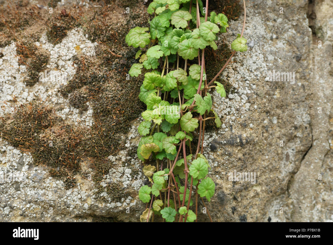 Glechoma hederacea (Gundermann) (ground-ivy) (lierre terrestre) Stock Photo