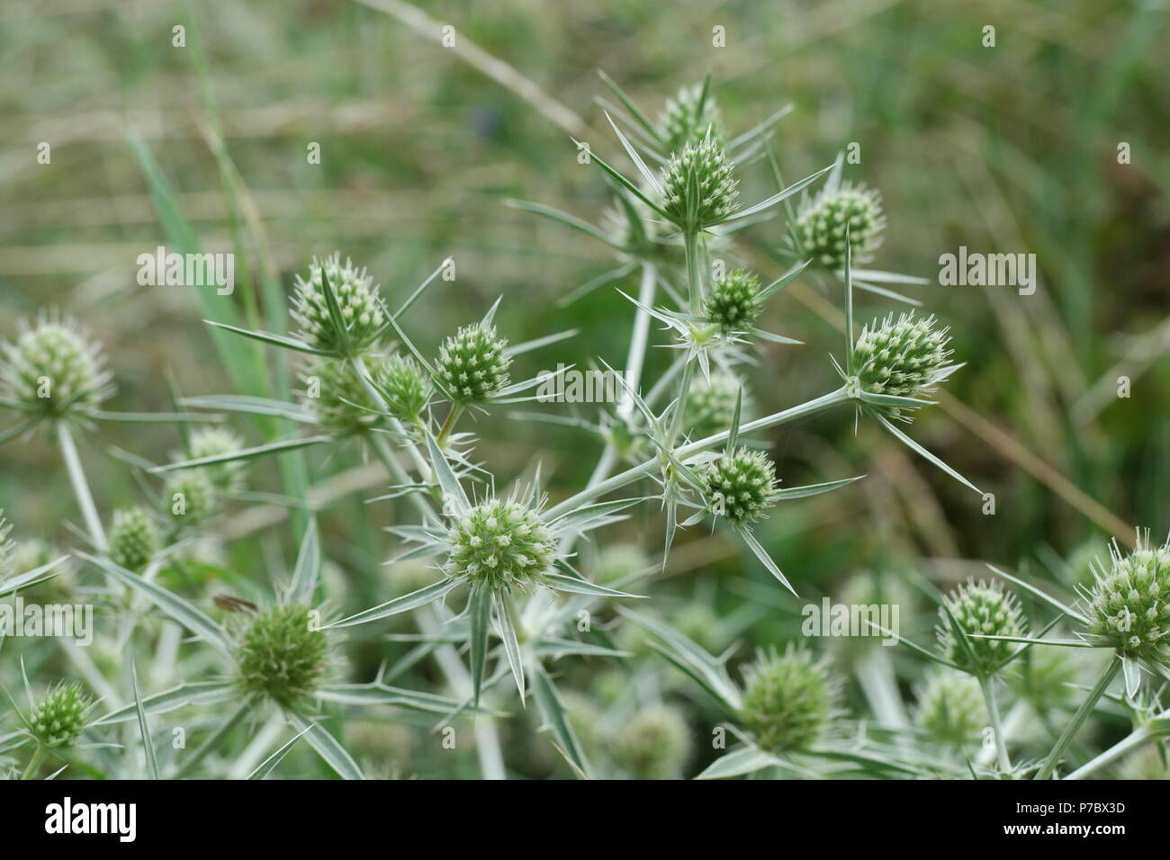 Eryngium campestre (Mannstreu) (field eryngo) (panicaut champêtre) Stock Photo
