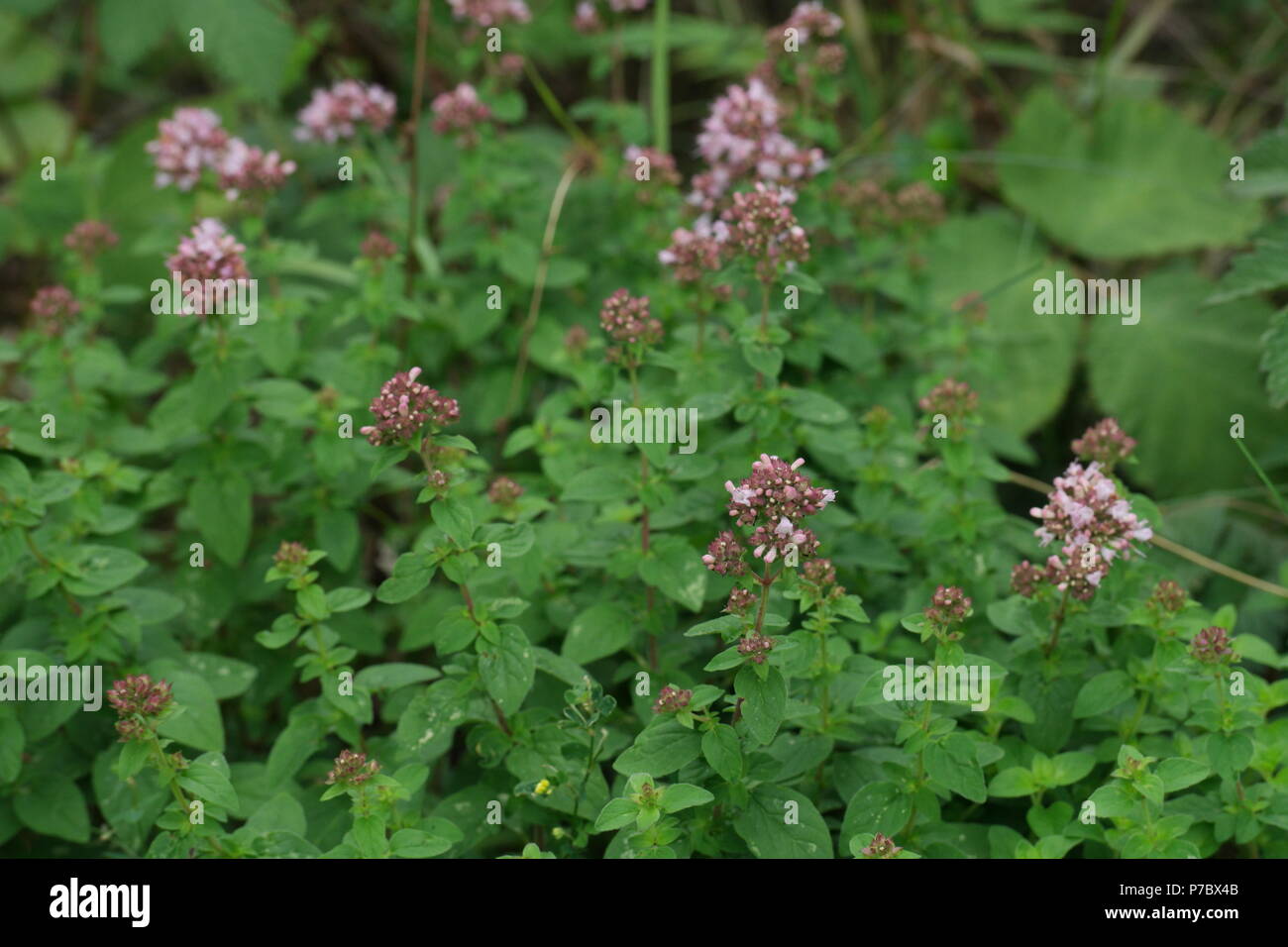 Origanum vulgare (Oregano) (wild marjoram) (origan commun) Stock Photo