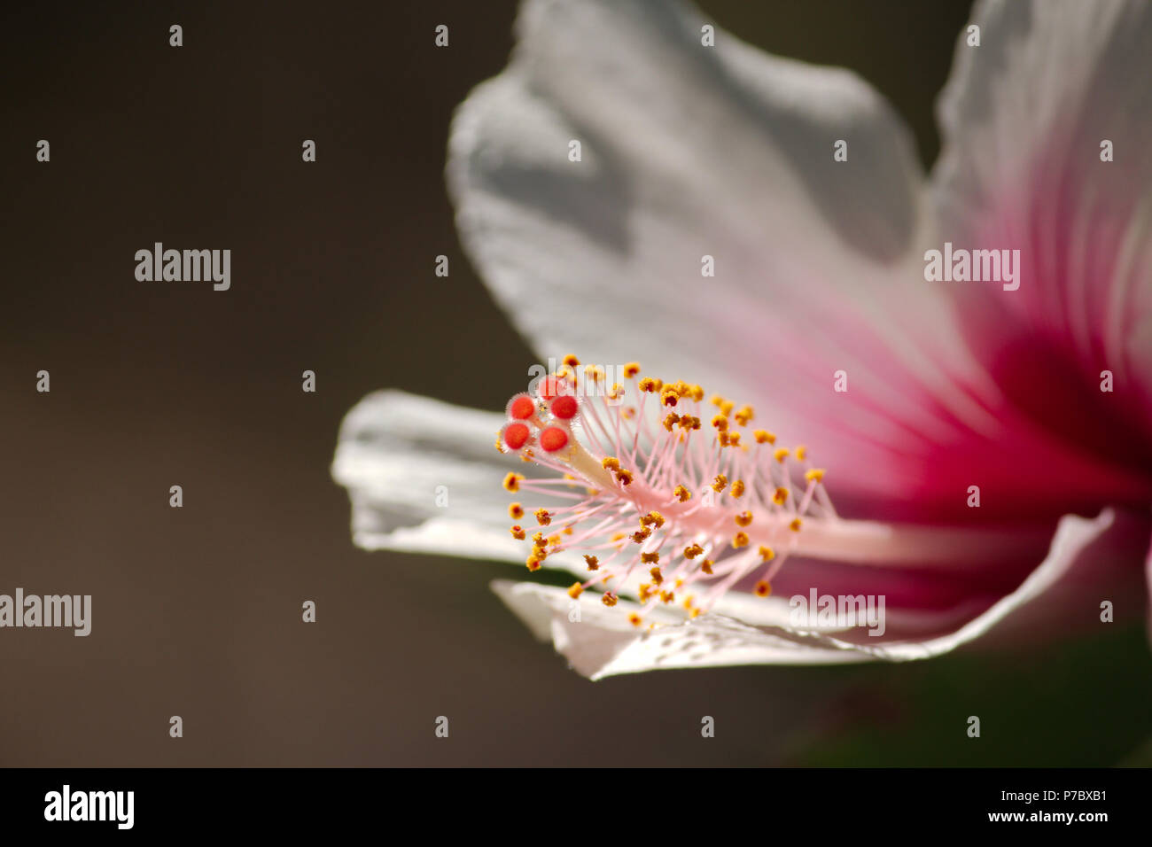 Orange stamen hires stock photography and images Alamy