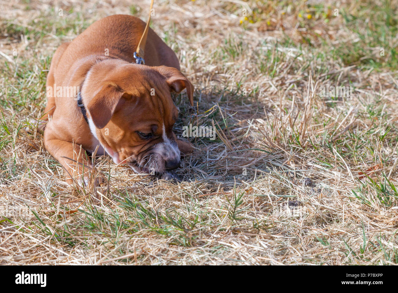 White pit bull puppy hi-res stock photography and images - Alamy