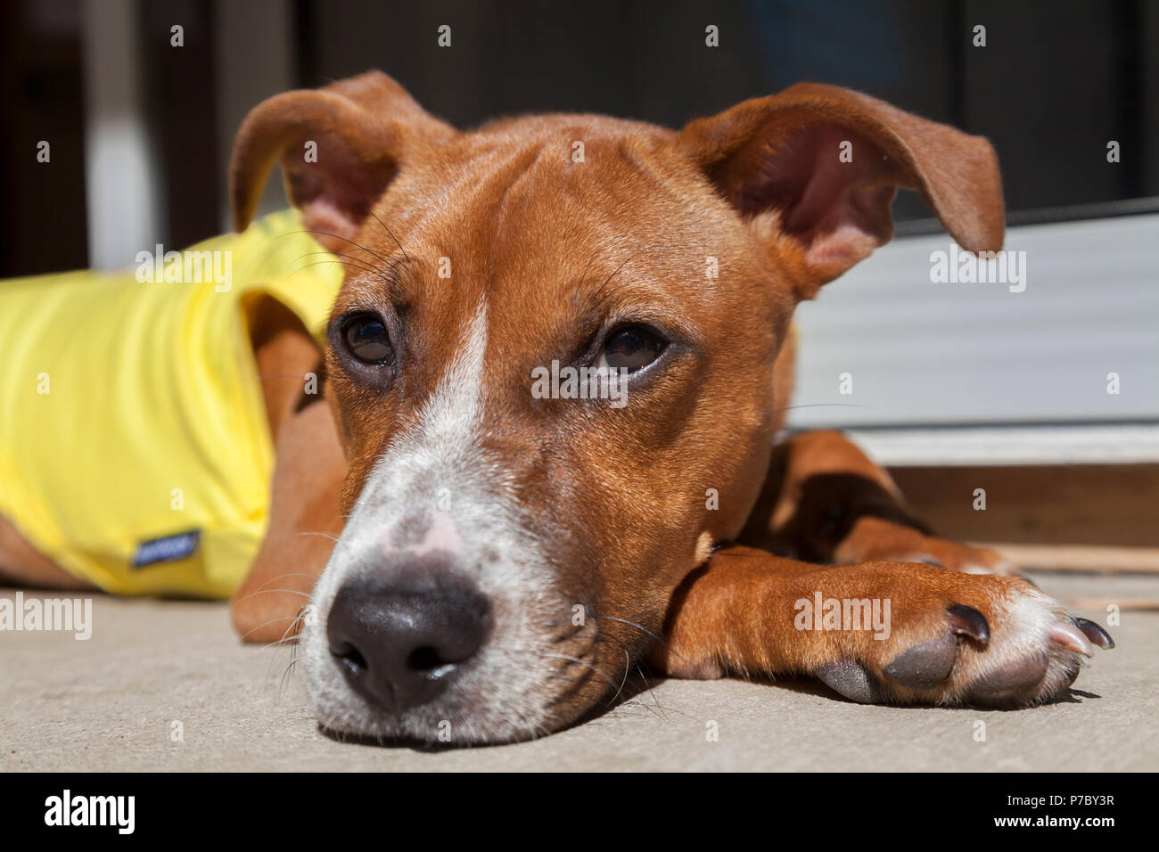 Puppy in Yellow Shirt Sunbathing Stock Photo