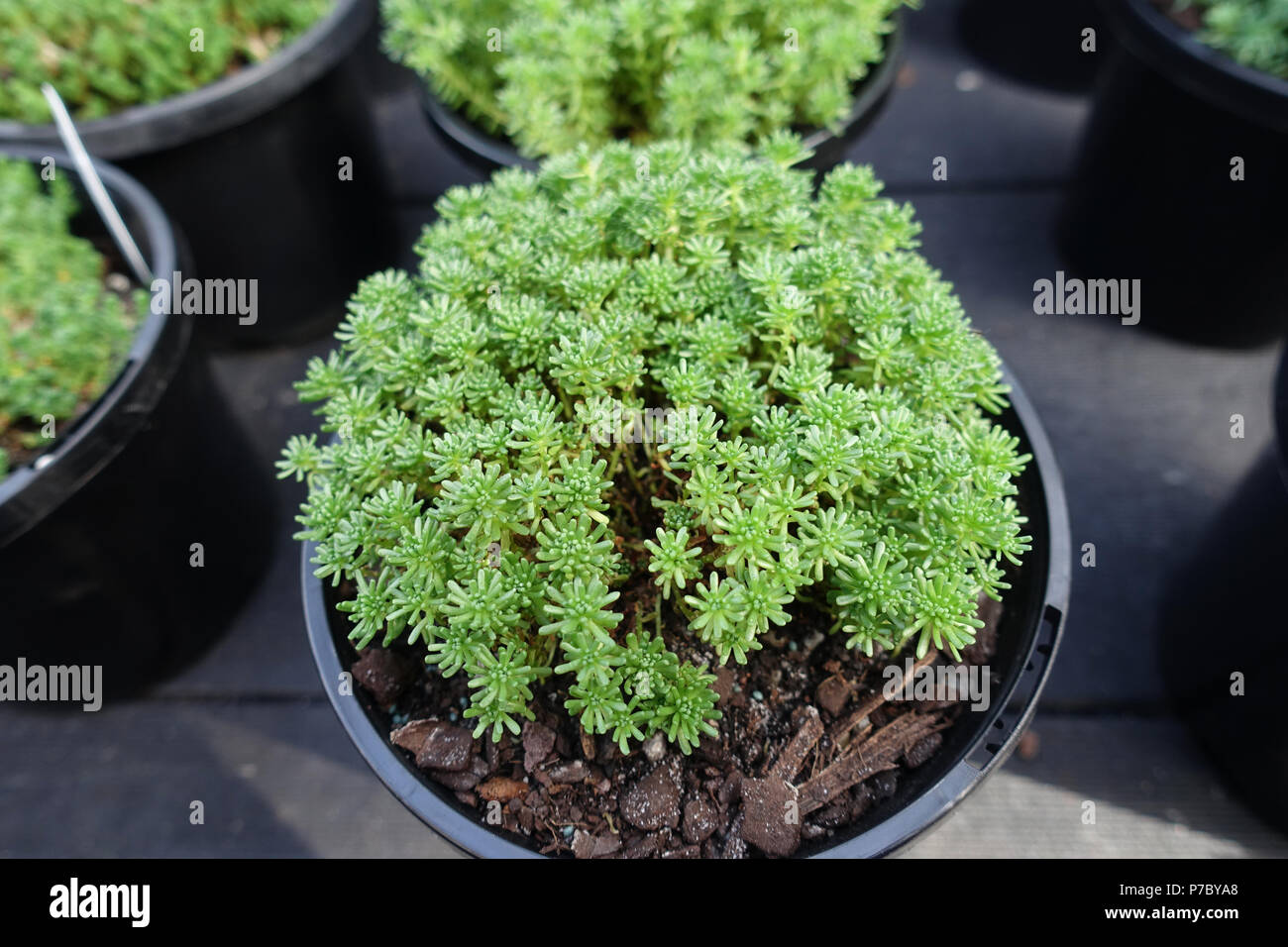Sedum dasphyllum  or also named as Sedum burnatii and commonly known as Corsican stonecrop or thick-leaved stonecrop Stock Photo