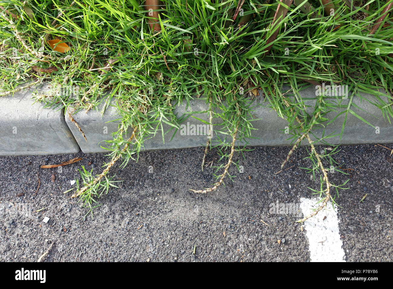 Cynodon dactylon or known couch grass overgrowing on a kerb Stock Photo