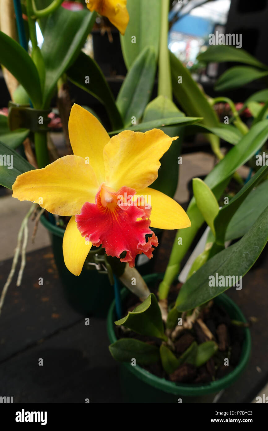 Cattleya, Laddawan or also known as Haadyaii Delight orchid Stock Photo