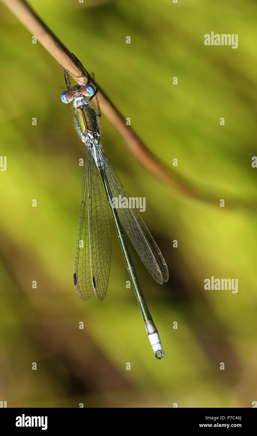 A pretty male Emerald Damselfly (Lestes sponsa) perching on a plant at ...