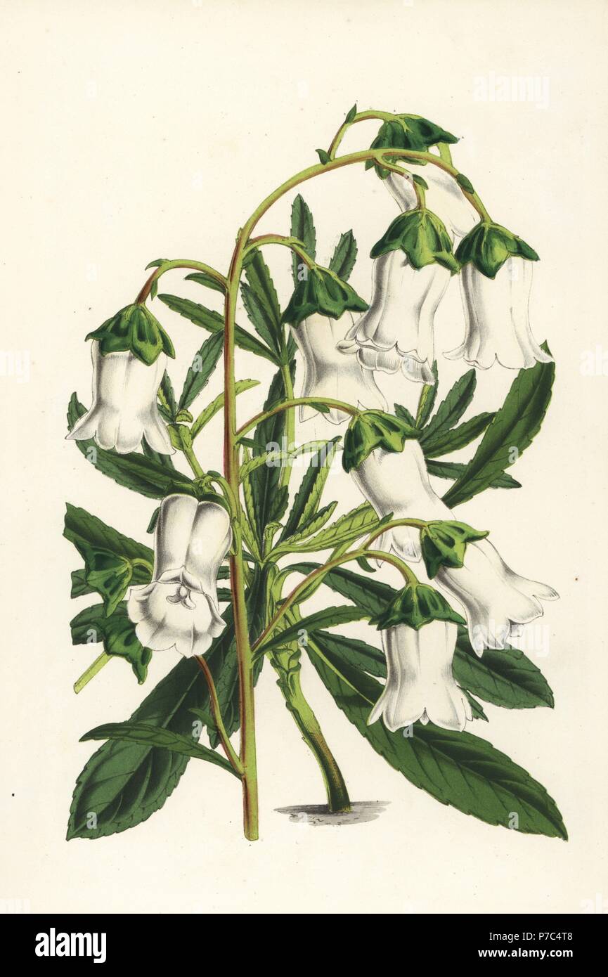 Azorina vidalii, endangered plant (Campanula vidalii). Handcoloured lithograph from Louis van Houtte and Charles Lemaire's Flowers of the Gardens and Hothouses of Europe, Flore des Serres et des Jardins de l'Europe, Ghent, Belgium, 1851. Stock Photo