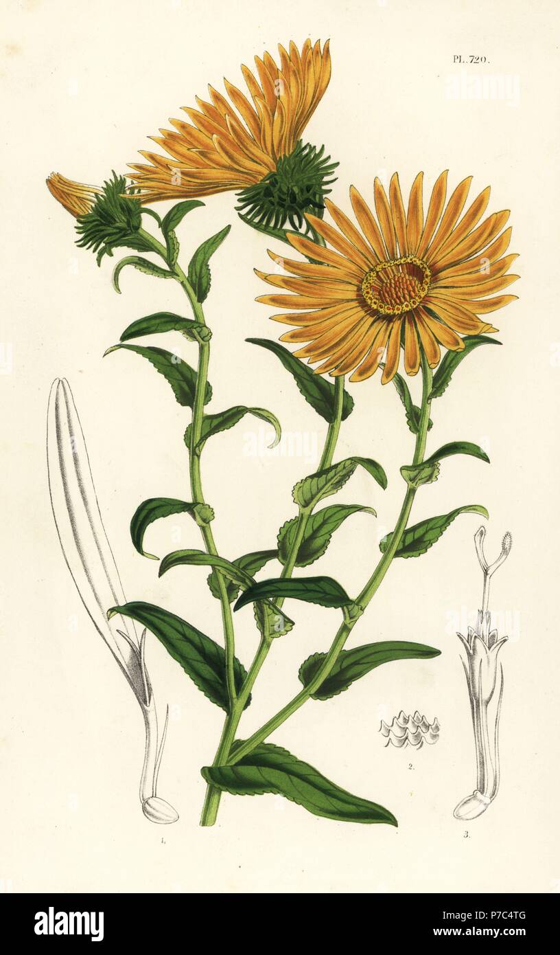 Grindelia grandiflora. Handcoloured lithograph from Louis van Houtte and Charles Lemaire's Flowers of the Gardens and Hothouses of Europe, Flore des Serres et des Jardins de l'Europe, Ghent, Belgium, 1851. Stock Photo