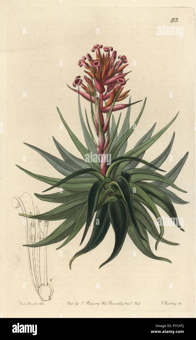 Tillandsia geminiflora airplant (Madder-coloured tillandsia, Tillandsia rubida). Handcoloured copperplate engraving by George Barclay after an illustration by Miss Sarah Drake from Edwards' Botanical Register, edited by John Lindley, London, Ridgeway, 1842. Stock Photo