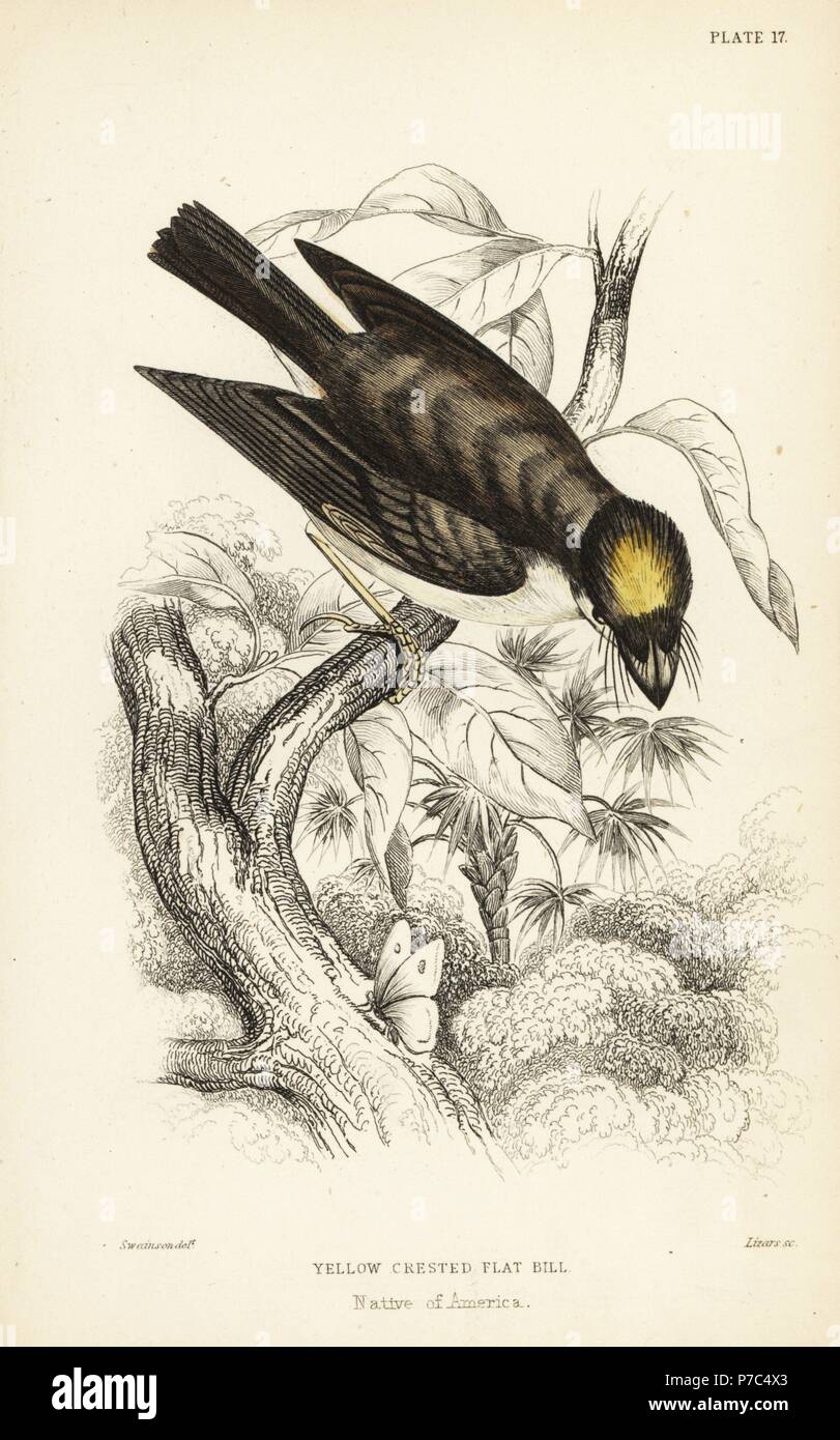 White-throated spadebill, Platyrinchus mystaceus (Yellow-crested flat-bill, Platyrinchus cancromus). Handcoloured steel engraving by William Lizars after an illustration by William Swainson from Sir William Jardine's Naturalist's Library: Ornithology: Flycatchers, Edinburgh, W.H. Lizars, 1836. Stock Photo